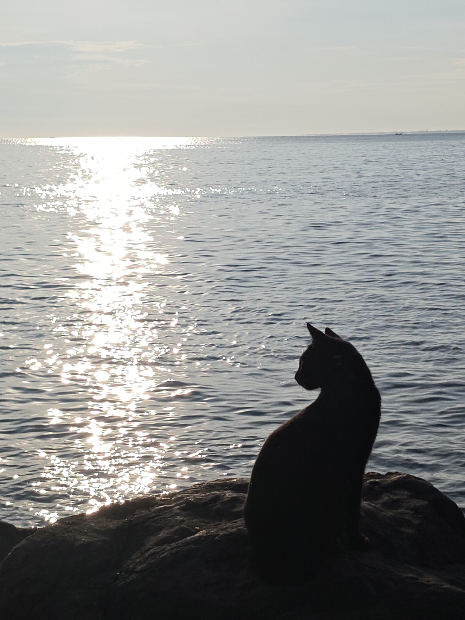 A silhouette of a black cat sits on a rock, facing the ocean. The ocean surface reflects sunlight. The sky is bright and clear. In the distance, a boat is visible. The location is Lhokseumawe, Indonesia, based on visual confirmation.