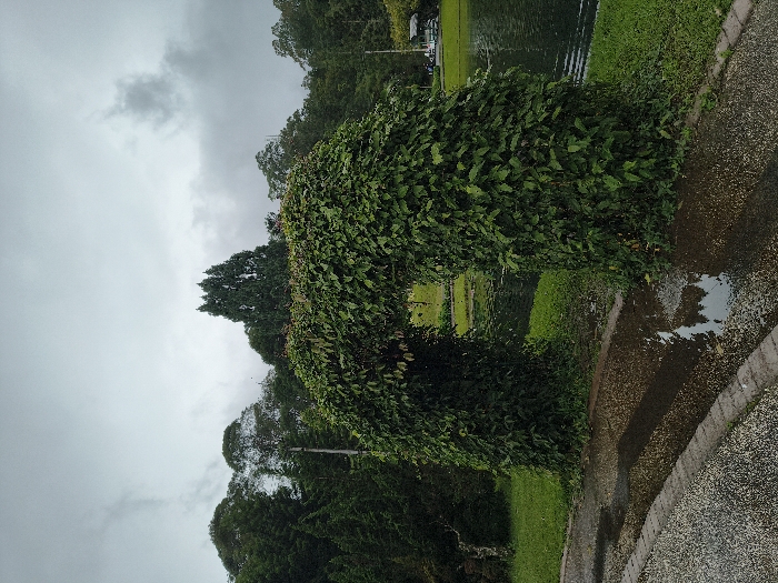 A green, leafy archway stands in a park-like setting under an overcast sky. The archway is the focal point, heavily covered in foliage. To the right, a wet pathway with puddles reflects the sky. Beyond the archway, green grass and water are visible. The background is a mix of trees and sky, suggesting a natural, possibly rainy, environment. The overall scene is peaceful and nature-focused.