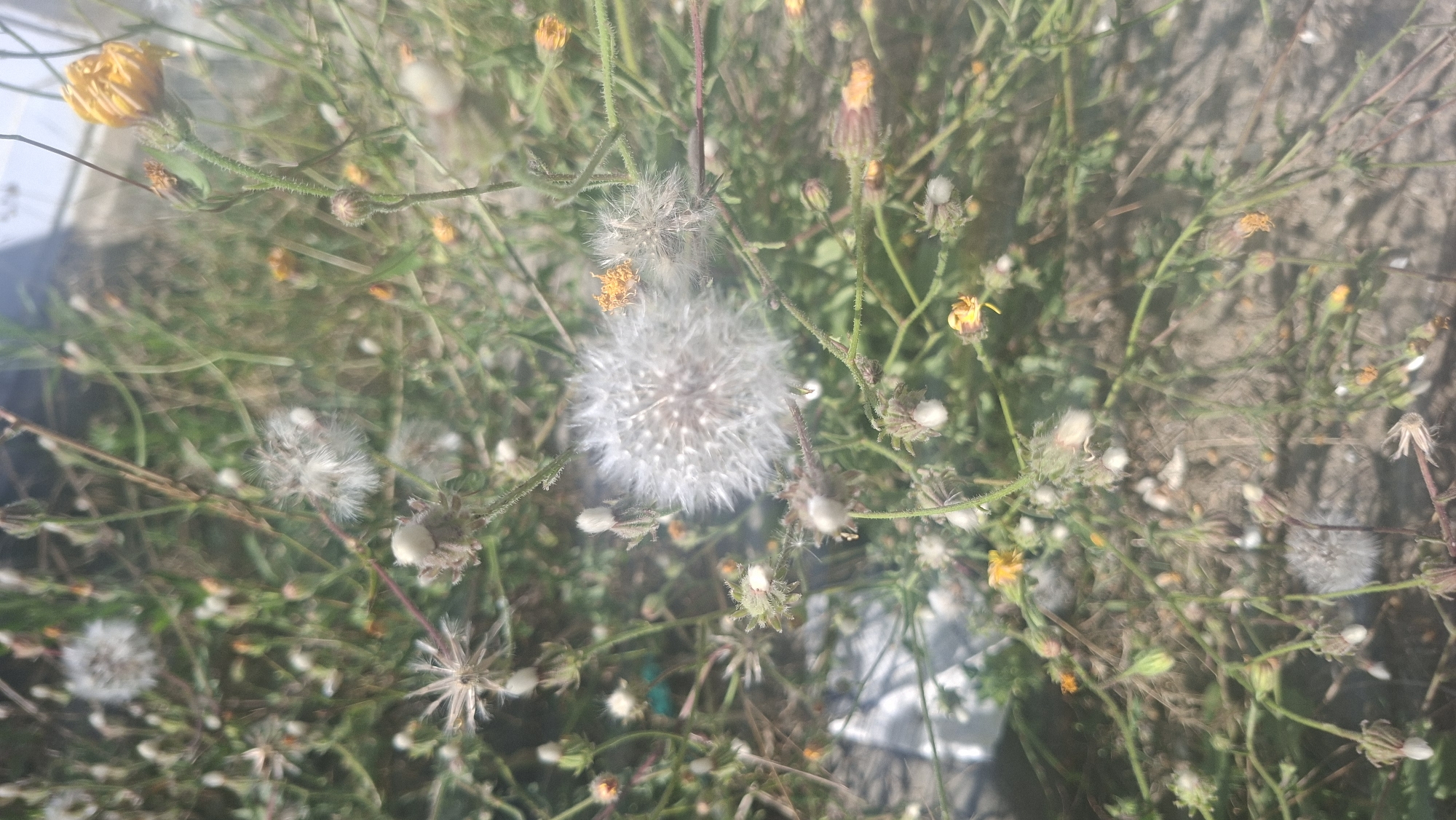 A close-up, slightly blurred, outdoor, eye-level shot shows a patch of wild vegetation with multiple dandelions, some in their fluffy seed-head stage and others with small yellow flower heads. The background consists of dry soil and more greenery. The scene is bathed in natural sunlight, creating a soft focus effect. No people are visible. The setting is consistent with a natural area within the city of Hîncești, Moldova.
