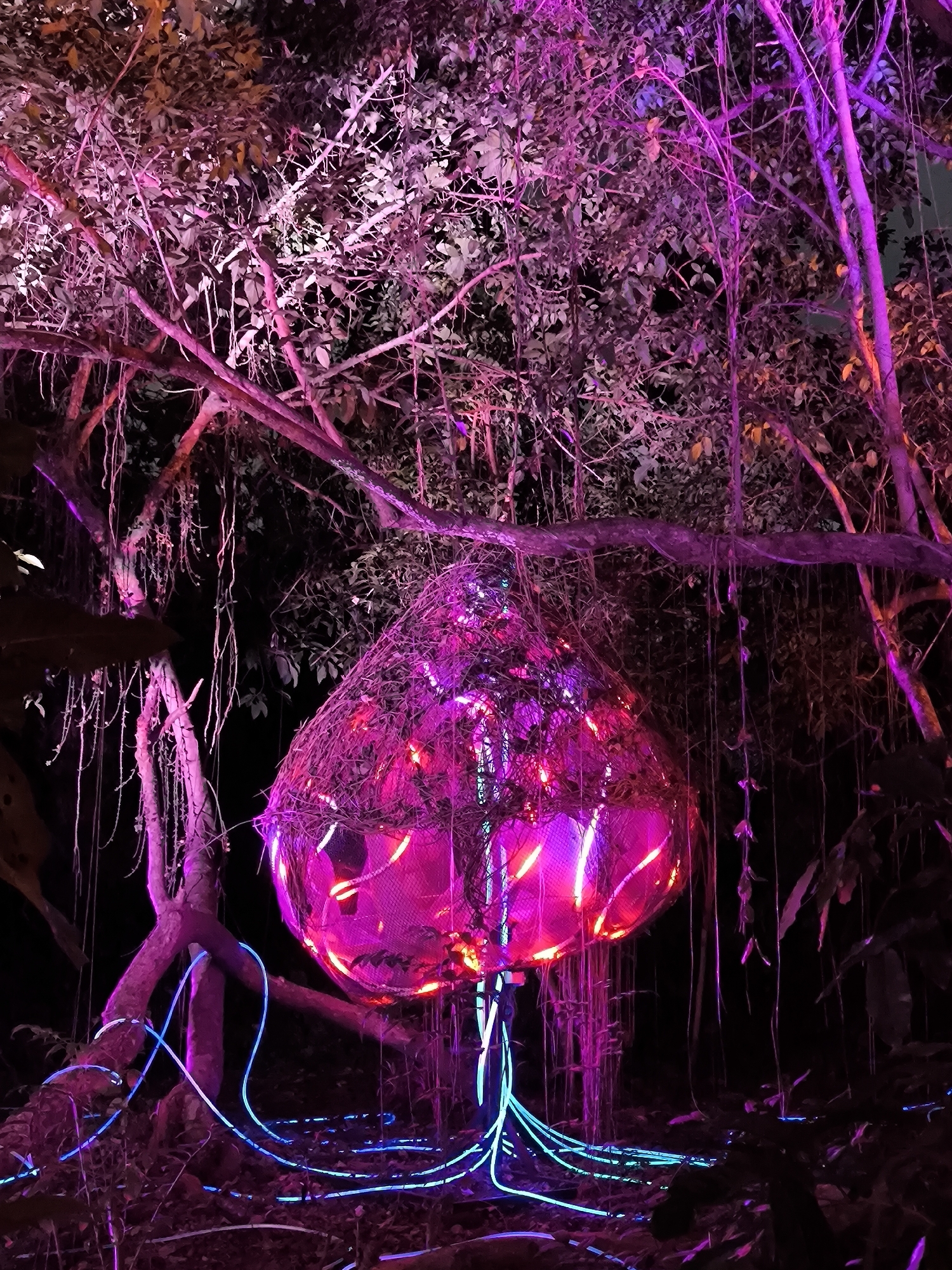 This is a medium shot of an illuminated art installation in a nighttime outdoor environment. The installation, which resembles a large, translucent, bell-shaped object, is suspended from tree branches and lit with vibrant pink and purple lights. The object is covered in a mesh-like material and appears to have internal lighting. Blue neon-like tubes are wrapped around the base of the installation and snake across the ground, illuminating the surrounding foliage and tree trunks with a cool light. The trees themselves are partially lit with pink and purple lights, creating a surreal and atmospheric scene. The background is dark, indicating it is night, with faint hints of leaves and branches visible. The ground is covered in a dark layer of fallen leaves or soil. This art installation is part of the "Eco-Light Festival" event held at Alun-Alun Kota Kediri in Kediri, Indonesia.