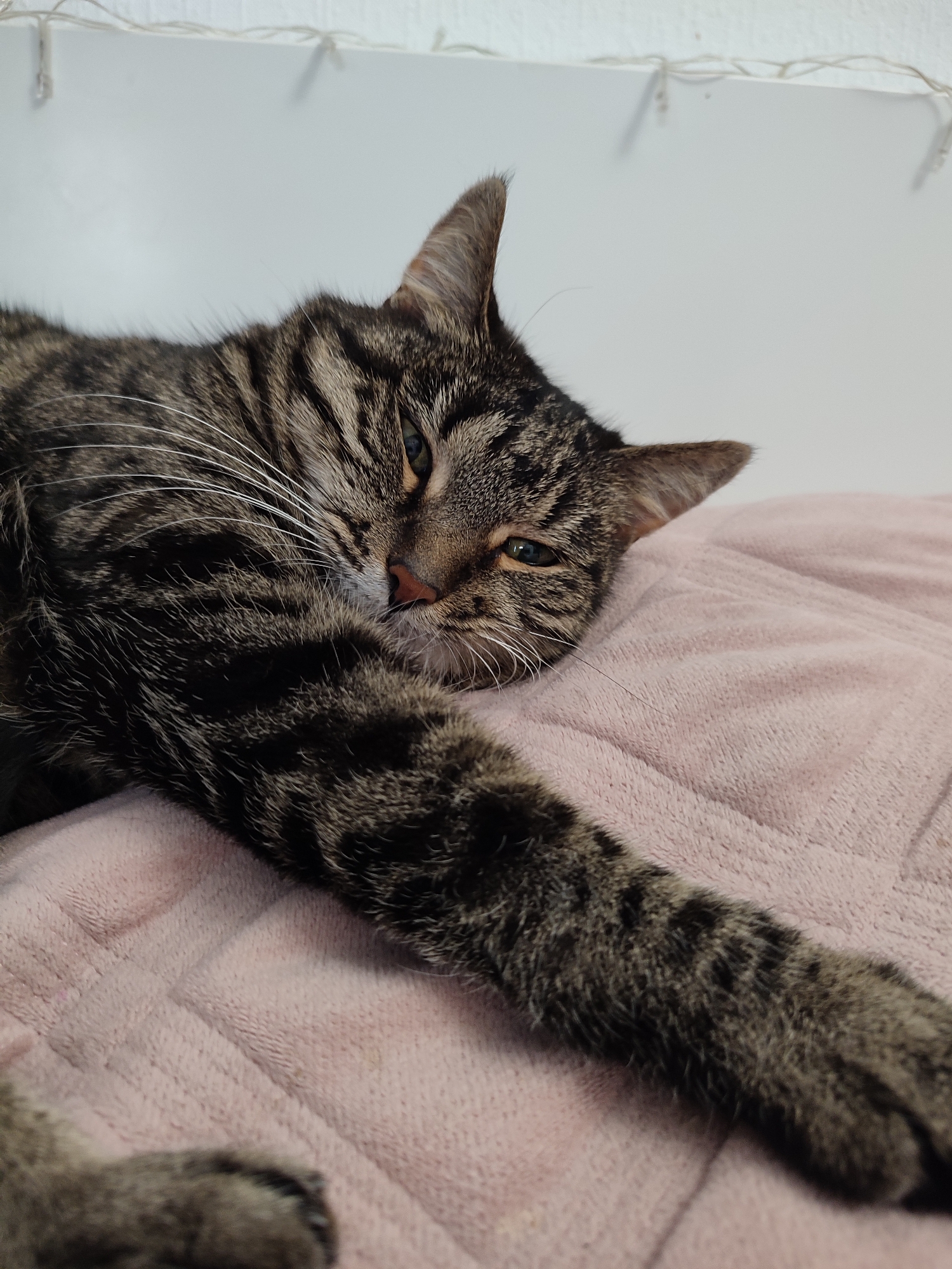 A tabby cat is lying on a pink blanket with its head resting on a pillow. The cat is looking towards the camera with one eye partially closed. Its paw is outstretched in front of it. The background is a white wall with some string lights. The image is taken from a slightly elevated angle. The scene appears to be indoors, in a domestic setting. There are no people visible in the image. The cat's fur is striped brown and black, and its eyes are green. The blanket is soft and textured, with a quilted pattern. The wall is plain and white, and the string lights are small and white, with visible bulbs. The overall impression is one of relaxation and comfort.