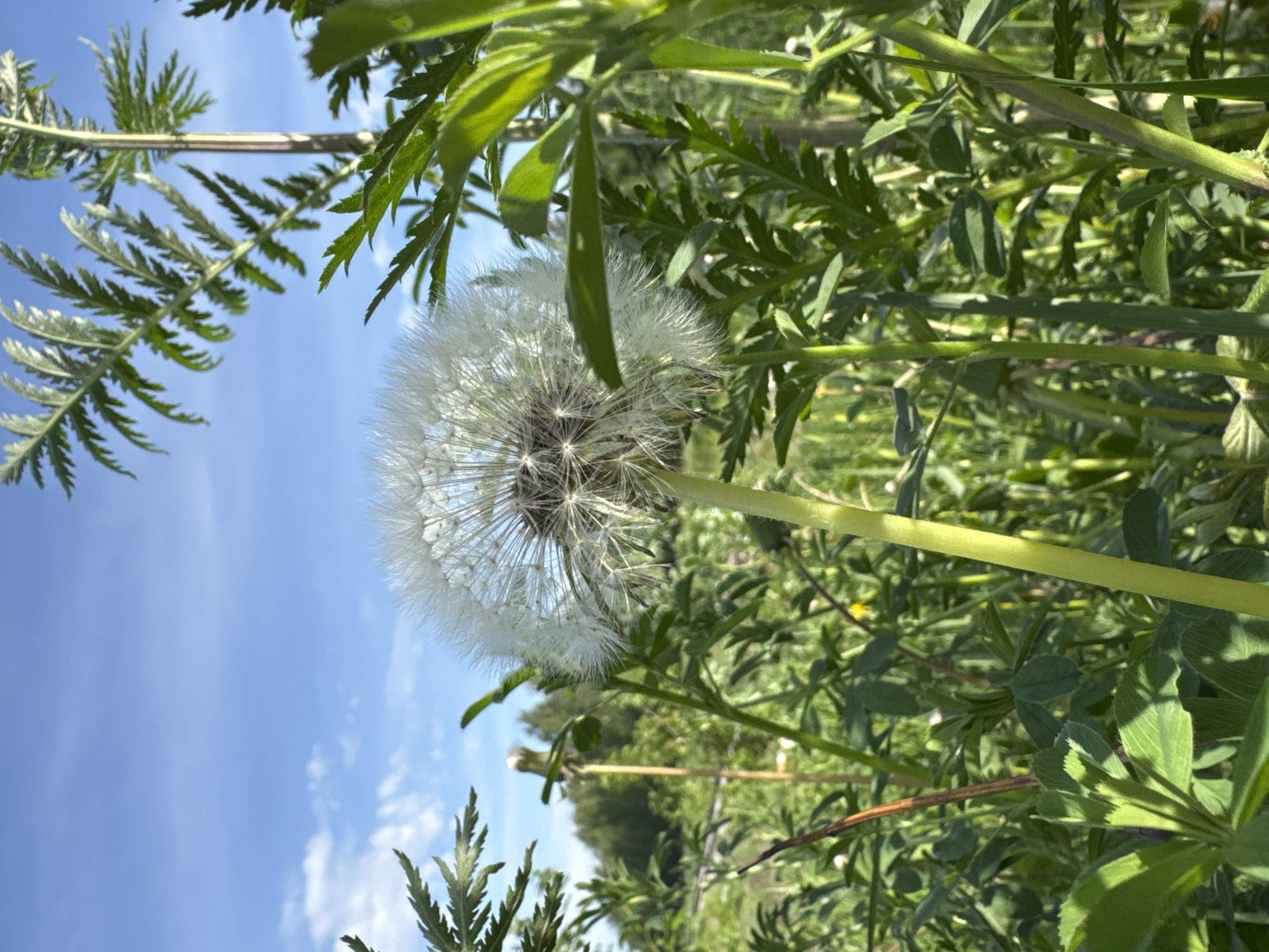 The image shows a dandelion seed head in a field, viewed from a low angle looking up towards a blue sky with sparse clouds. The dandelion is centered in the frame and surrounded by green vegetation, including ferns and other leafy plants. The background is a blurred mix of green foliage and a distant tree line. The lighting is bright and sunny. While the image shows a natural scene, there is no specific information to confirm that the image was taken in the city of Chaikovsky, Russia. Without further information, it is impossible to pinpoint its location.