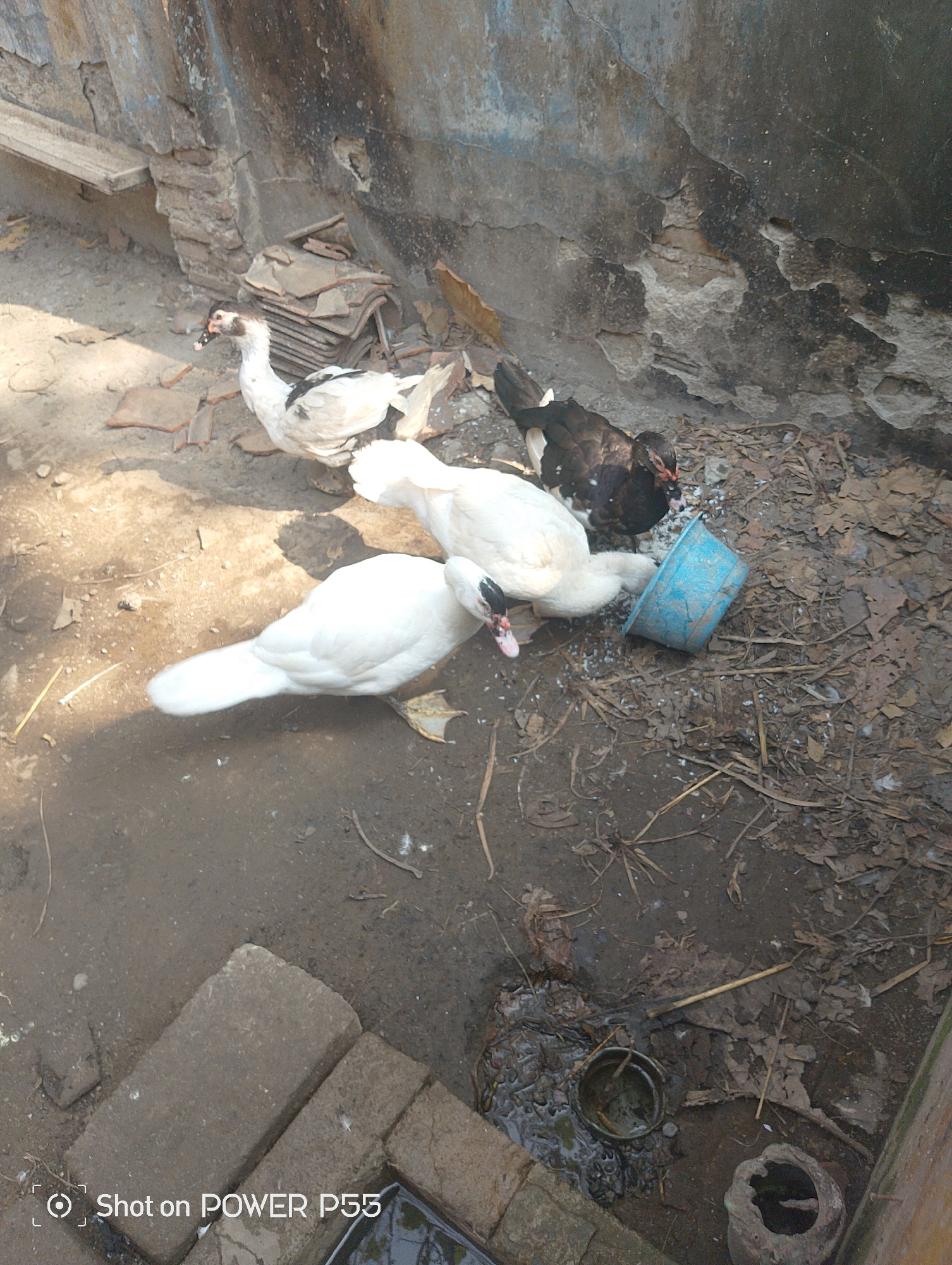 The image depicts a small flock of ducks in an outdoor, somewhat unkempt environment. There are at least three white ducks and one dark-colored duck. One white duck is in the foreground, facing left with its head down. Behind it, another white duck is also facing left. A third white duck, with black markings on its wings, is further back and facing towards the right. A dark-colored duck with some white plumage is positioned behind the white ducks, near a blue bucket. The ground is a mixture of dirt, scattered dry leaves, and debris. In the background, a weathered, grey, textured wall is visible, with some patches of plaster missing. To the left of the ducks, there are some stacked tiles and a wooden plank. The overall setting appears to be a yard or an enclosure. The bottom of the image shows a watermark that reads "Shot on POWER P55."