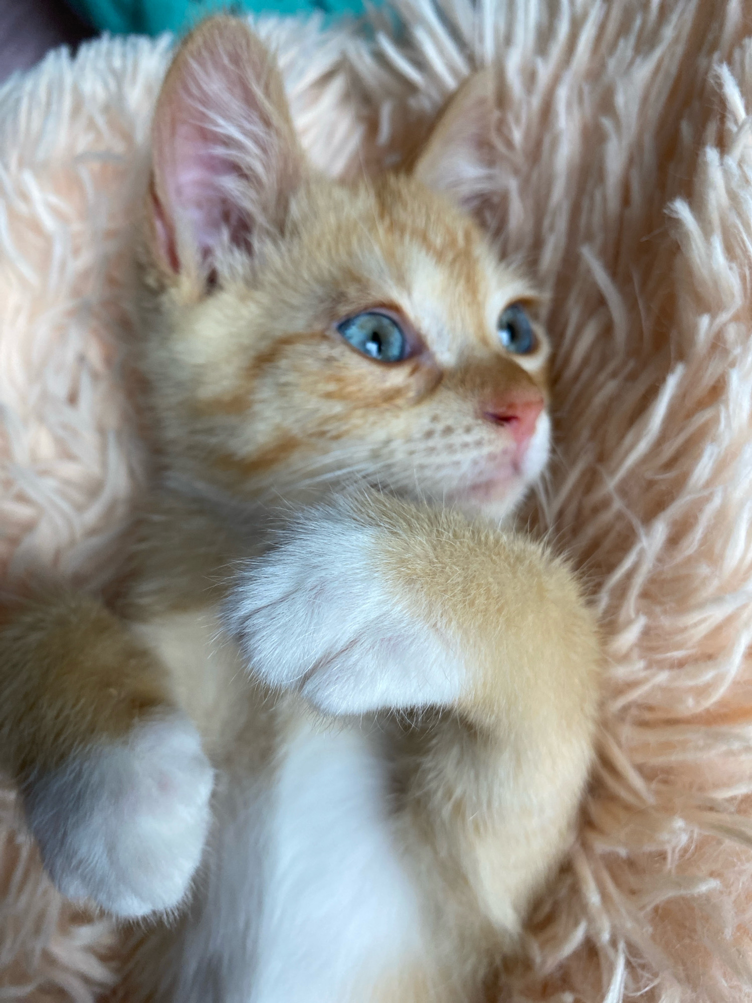 A close-up, low-angle shot captures an orange tabby kitten lying on its back, nestled in a soft, fluffy, peach-colored blanket. The kitten's fur is a mix of light orange and white. Its paws are held up and crossed over its chest, revealing white socks. The kitten has bright blue eyes, a pink nose, and distinct tabby markings on its face. The background consists of the textured blanket and a hint of a teal fabric. The image is slightly out of focus, creating a soft, dreamy effect. The provided crops highlight specific details such as the kitten's ear, eyes, paws, and fur texture. The location of the image is not specified in the provided information.