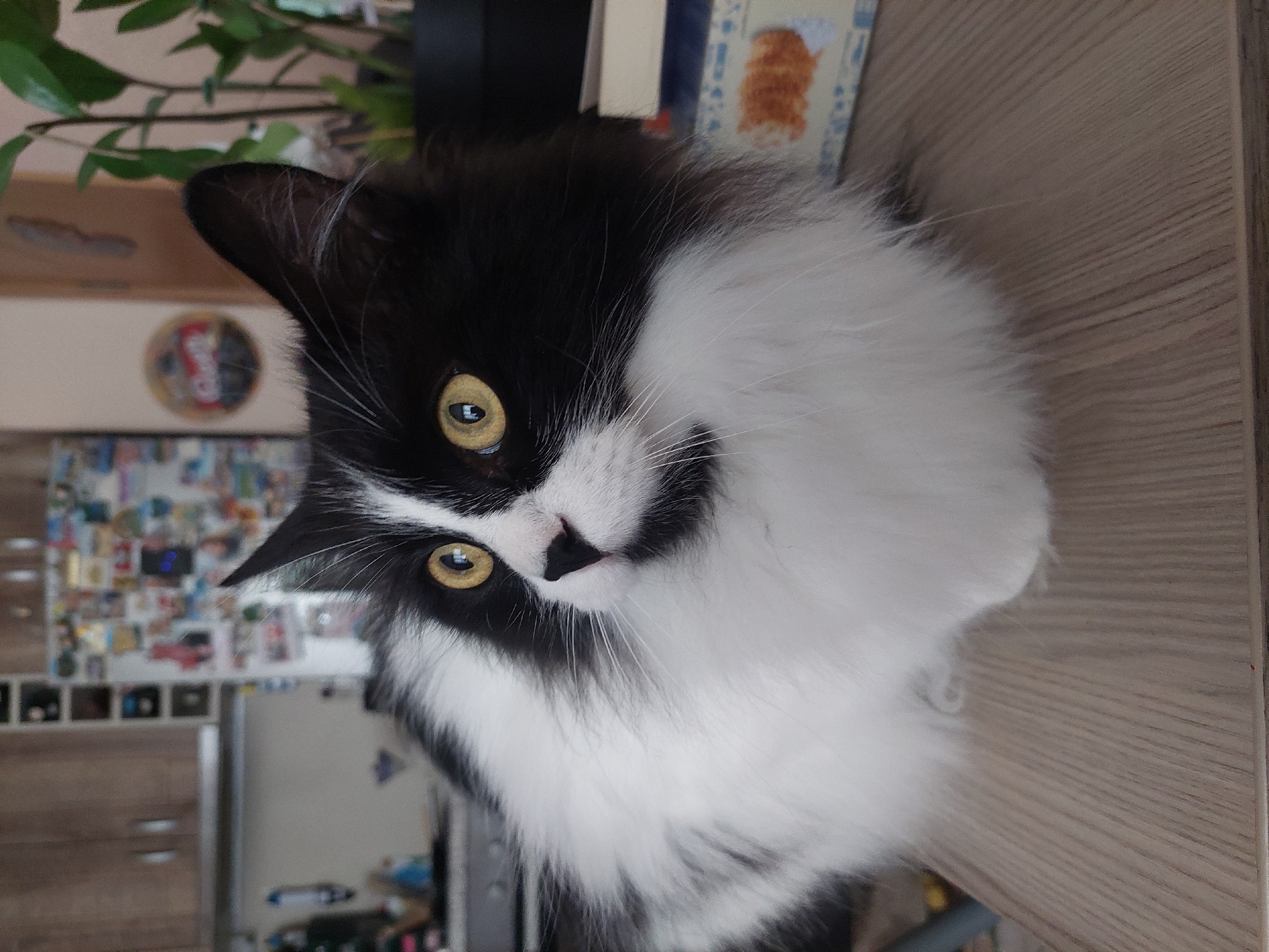 A close-up, rotated view presents a black and white cat with yellow eyes, situated indoors on a light brown surface resembling a table. In the blurred background, a refrigerator and a wall decorated with photos can be seen. A plant is also visible above the cat. This does not show or indicate the city of Plovdiv, Bulgaria.