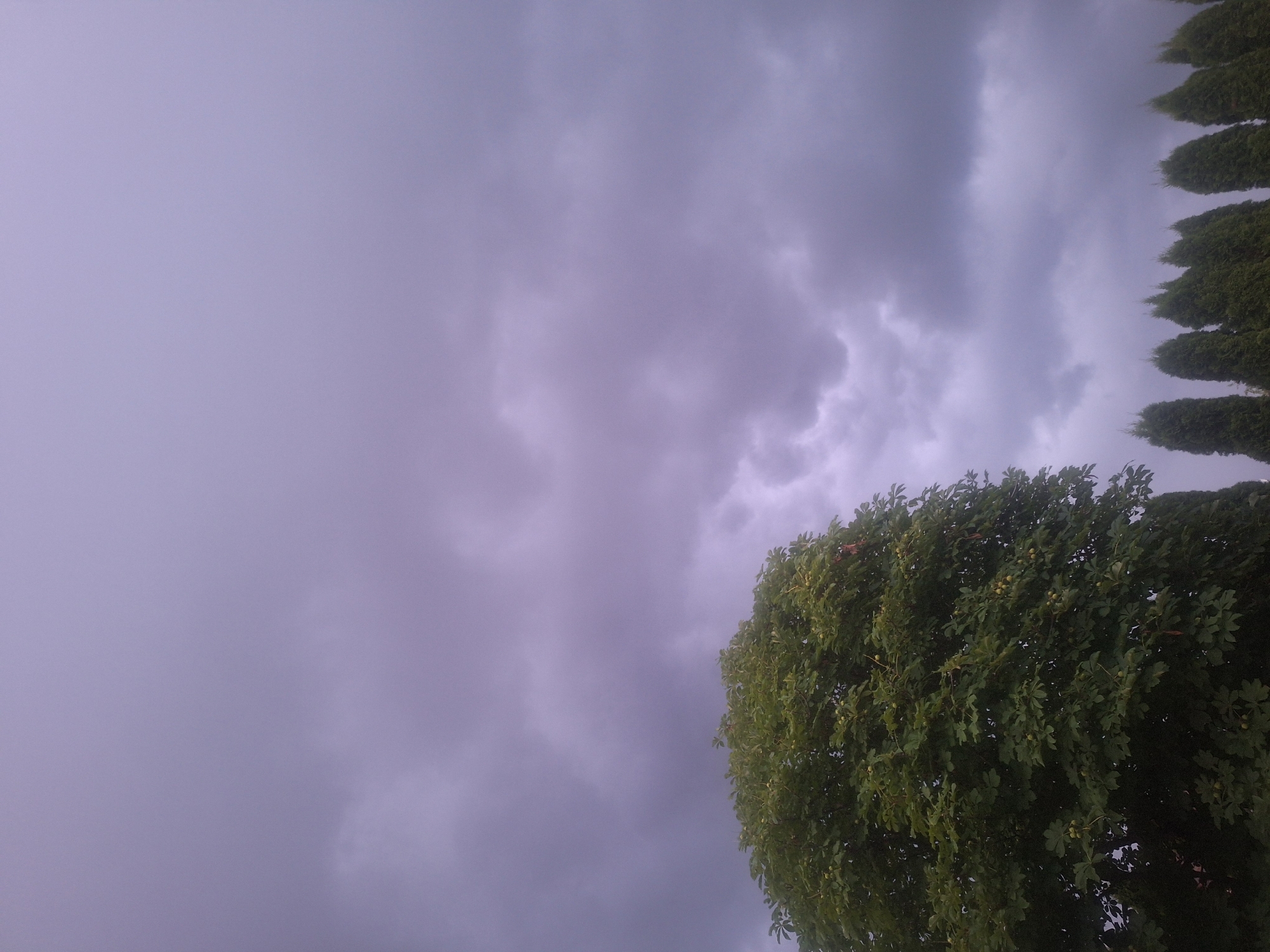 In Mishutkino, Russia, the image captures a broad view of a sky filled with heavy, dark gray clouds. The lighting suggests it is either overcast or approaching twilight. In the lower left quadrant of the frame, a large, dense green tree with visible round, light-colored fruits dominates the scene. To the right of this tree, a line of tall, conical evergreen trees extends across the bottom of the image, their dark green foliage contrasting with the muted sky. The overall impression is one of a somber, natural environment under a turbulent sky. There are no people or discernable human activity in the frame.