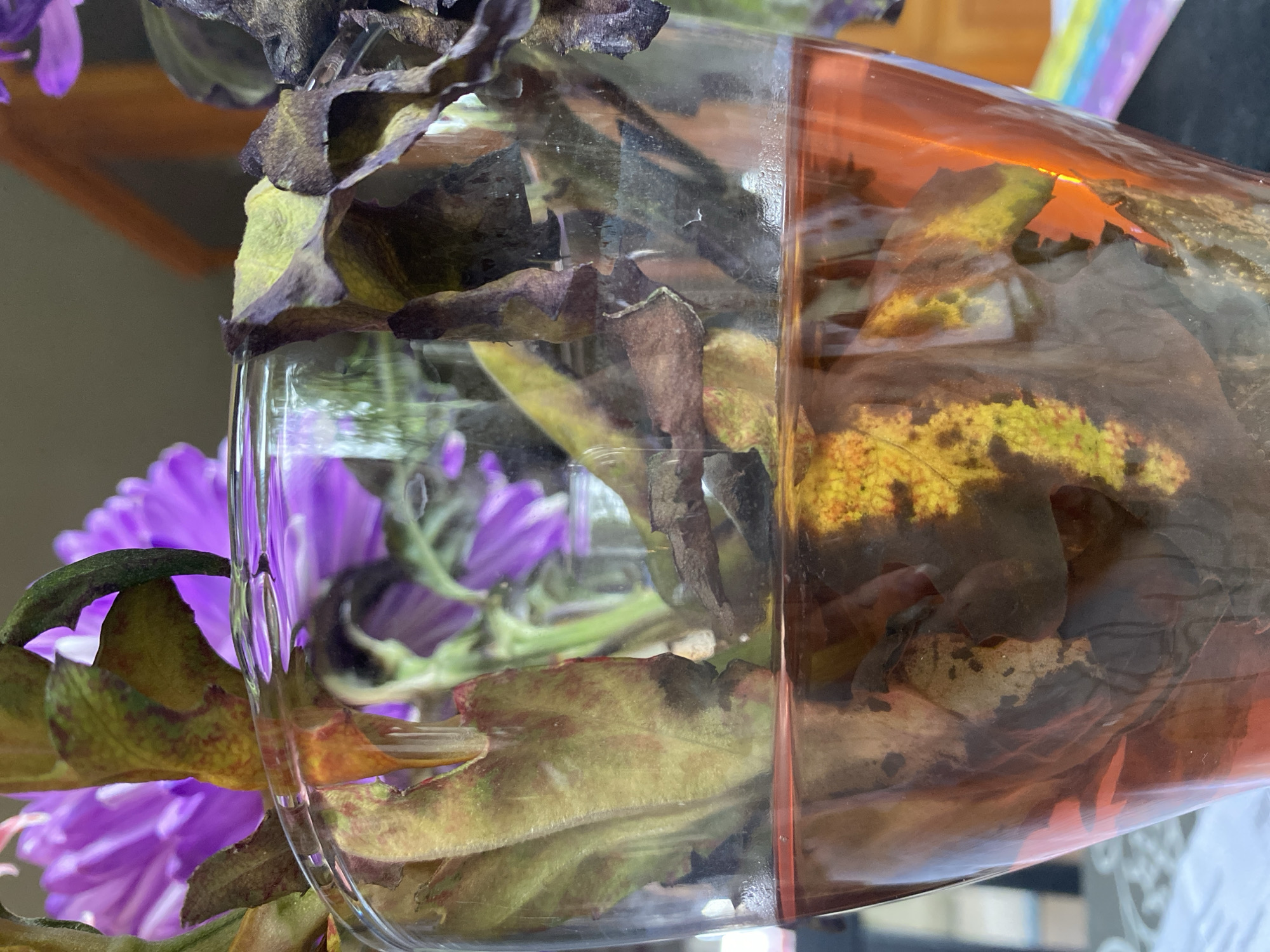In the city of Im. Konyashina Snt, Russia, a close-up shot captures the upper portion of a clear glass vase filled with pink-tinged water and decaying plant matter. The vase is partially submerged in the liquid, with wilted leaves and stems visible both above and below the waterline. The leaves exhibit discoloration, ranging from yellow to brown and dark red, with some appearing dried and brittle. In the background, out of focus, are vibrant purple flowers, possibly asters, suggesting the vase once held a bouquet. The lighting highlights the texture and decay of the plant material, while the reflection of the flowers adds a splash of color to the scene.
