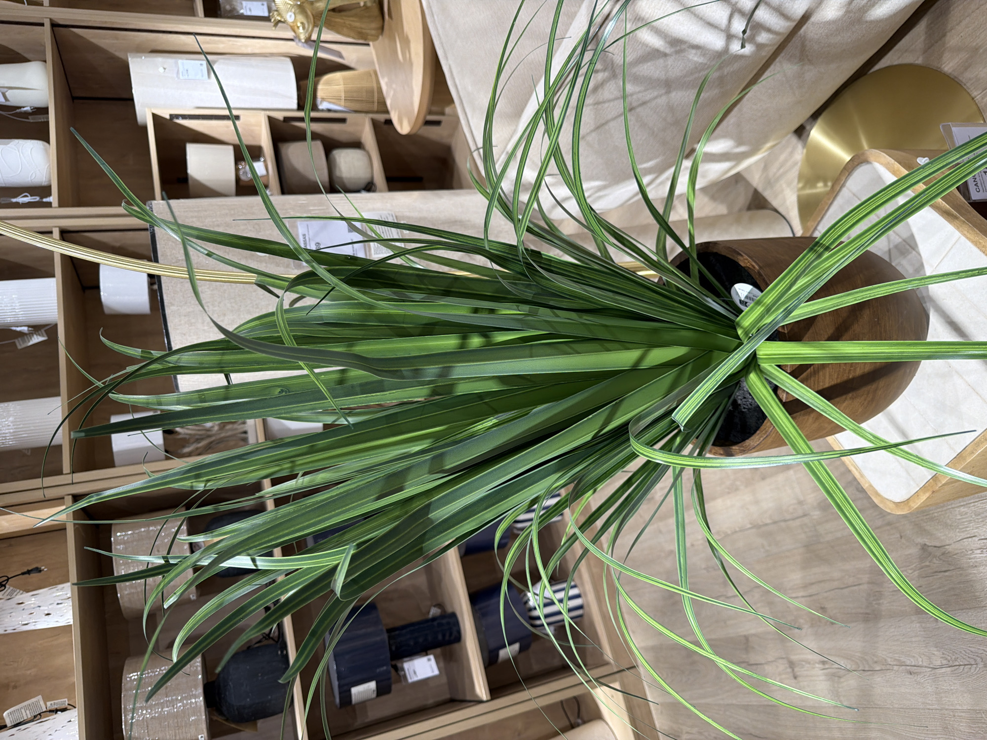 In a brightly lit retail environment, a tall, green potted plant with long, slender leaves dominates the foreground, positioned on a wooden stand in front of a beige sofa. The plant, with its striking variegated leaves, is the primary subject. Behind the plant, shelves are visible, stocked with various decorative items including lamps with neutral-colored shades, cylindrical vases in white and beige, and woven baskets. The background also reveals a round wooden table and the corner of a sofa. The flooring is a light-colored wood laminate. The overall impression is one of a home furnishings store or a well-decorated interior space. There are no people present in the image.