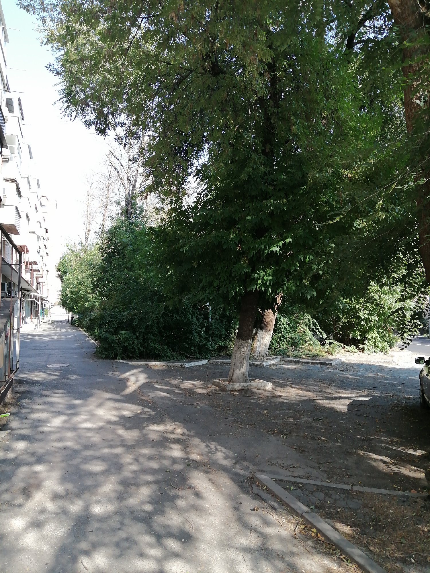 The image depicts a sun-dappled asphalt pathway running alongside a multi-story building and a line of dense green trees. The building, visible on the left, appears to be an apartment block with balconies and air conditioning units. The pathway is largely empty, with shadows from the trees creating a patterned effect on the ground. A single tree with a thick, light-barked trunk stands prominently in the middle ground, its canopy casting a wide shadow. Beyond this tree, the foliage is lush and green, suggesting a warm season. In the background, more trees and what appear to be other buildings are visible. A sliver of a dark-colored car is visible on the far right, suggesting a street or parking area adjacent to the pathway. The scene has the appearance of a residential courtyard or a pathway within a city park.