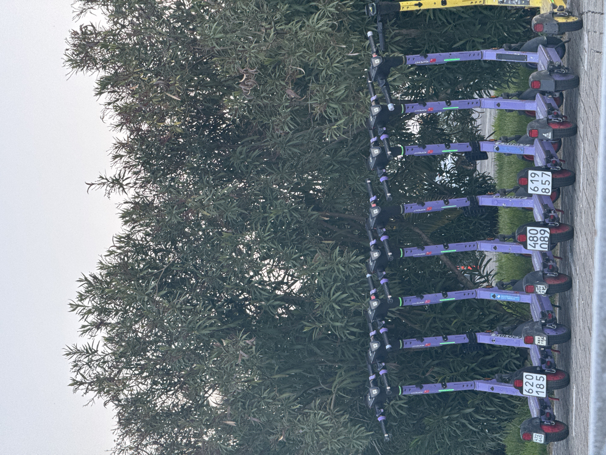 A row of parked electric scooters, predominantly purple in color, are lined up next to a lush green tree. The scooters are labeled with the word "KOPEHT" and various identifying numbers. The location is likely a public street or parking area in the city of Sirius, Russia, given the presence of scooters that are for hire. The scene is calm and orderly, with no visible people or unusual activity. The scooters appear to be ready for use.