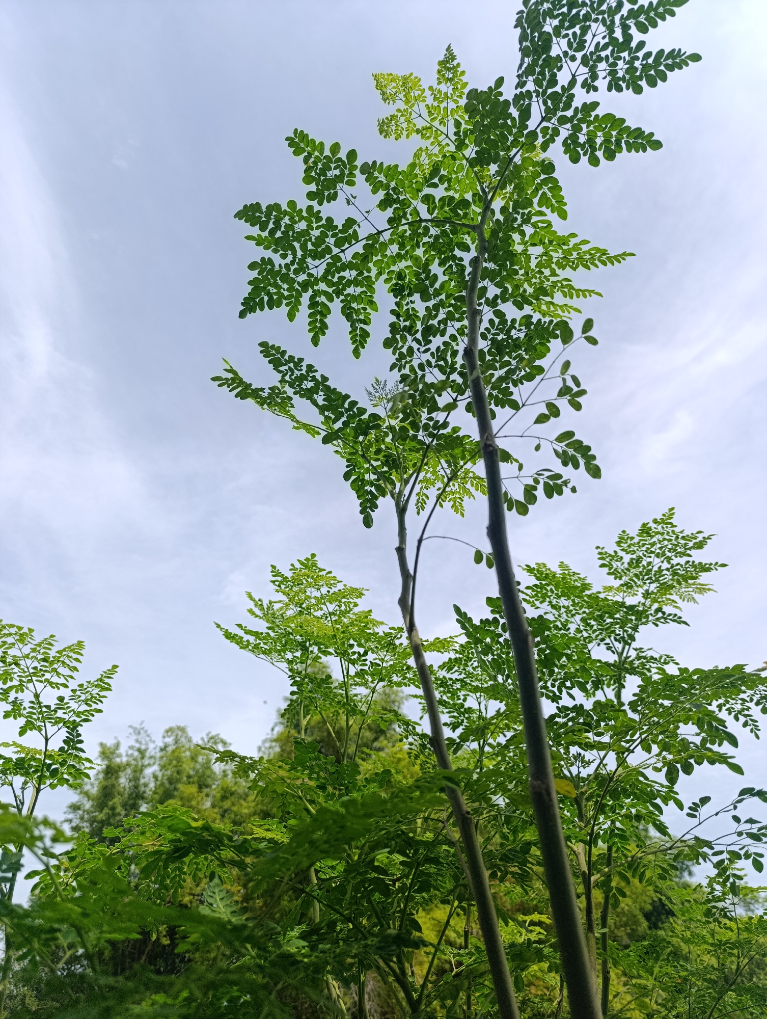 The image captures an upward perspective through the vibrant green foliage of several slender trees against a bright, partly cloudy sky. The primary subjects are multiple trees, identifiable by their numerous small, light green, compound leaves arranged on delicate branches. These characteristics strongly suggest the presence of Moringa (drumstick) trees. The trees are depicted from a low angle, with their main trunks and branches extending vertically and diagonally into the frame.
The setting is an outdoor natural environment, likely a garden or a lush green area with abundant vegetation. In the background, denser, slightly darker green trees are visible, adding depth to the scene. The sky, occupying the upper half of the image, is a clear, light blue, adorned with soft, wispy white clouds. This indicates a pleasant daytime, possibly late morning or early afternoon, with bright and even natural lighting.
No specific activity or event is taking place; the image is a static portrayal of nature. There are no people, animals, or visible text. The overall impression is one of tranquility, freshness, and natural vitality, characteristic of a warm, perhaps tropical or subtropical, climate where such trees thrive.