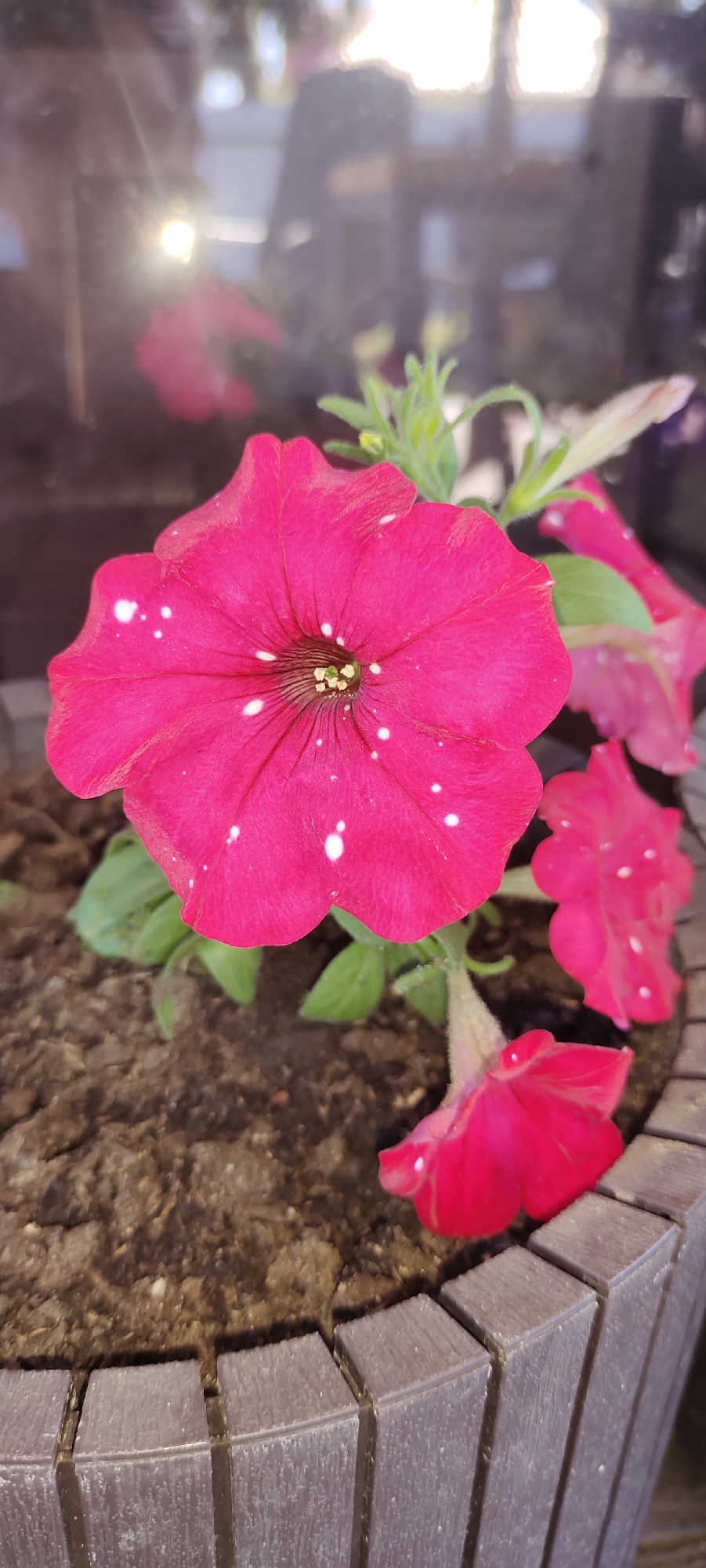 A close-up, vertical shot captures a vibrant pink petunia flower with white speckles, likely in a garden or planter in Bogdashkino, Russia. The petunia is the central focus, its petals unfurling and showing intricate veining. Other pink petunias and green foliage are visible in the blurred background, suggesting a cluster of flowers. The flower is planted in dark soil within a brown, textured planter that appears to be made of wood or a wood-like material. The lighting suggests it is daytime, possibly late afternoon or early morning, as a soft glow emanates from a reflection in what appears to be a window or glass surface behind the flowers. The overall scene is one of natural beauty and tranquility.