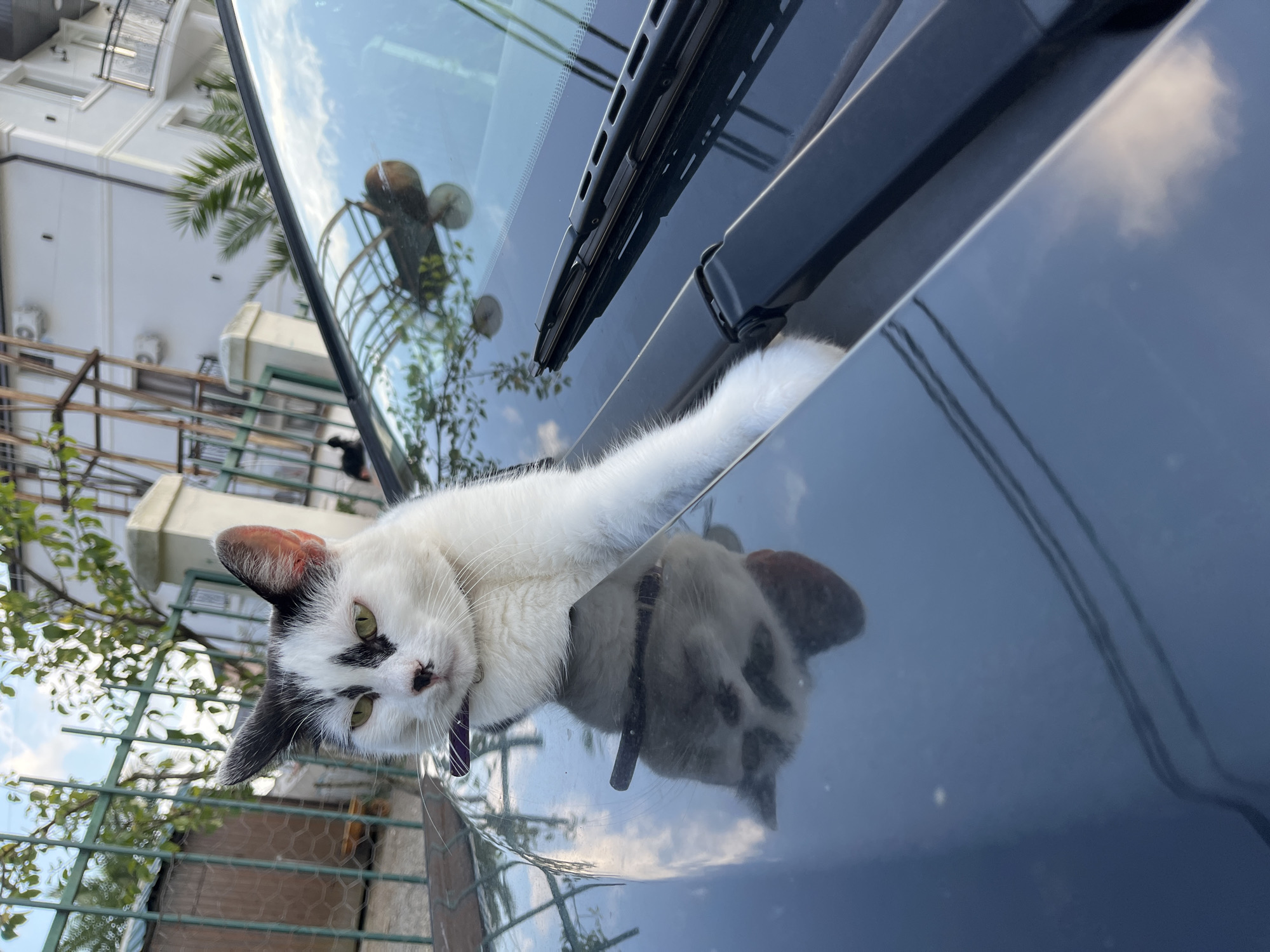 In the city of Ureki, Georgia, a black and white cat with green eyes is perched on the hood of a dark-colored car, its body partially obscured by the windshield. The cat is wearing a purple collar. Its reflection is visible on the car's surface, showing the cat's face and upper body. The background includes a metal fence, trees, and a white building with balconies. The sky is partly cloudy. Windshield wipers are visible on the car's windshield.
