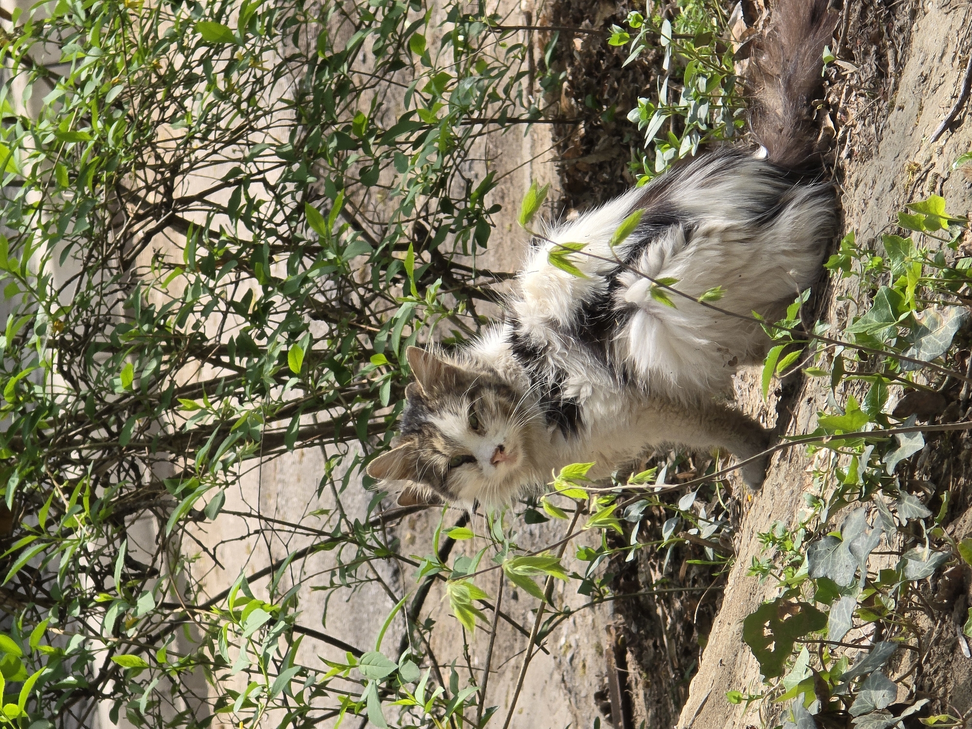 A cat is seen among foliage in an unspecified urban location. The cat is white and gray and appears to be semi-feral. It stands on a ledge with ivy and other greenery, partially obscured by branches. Behind the cat is a wall, and the scene is lit with sunlight.
