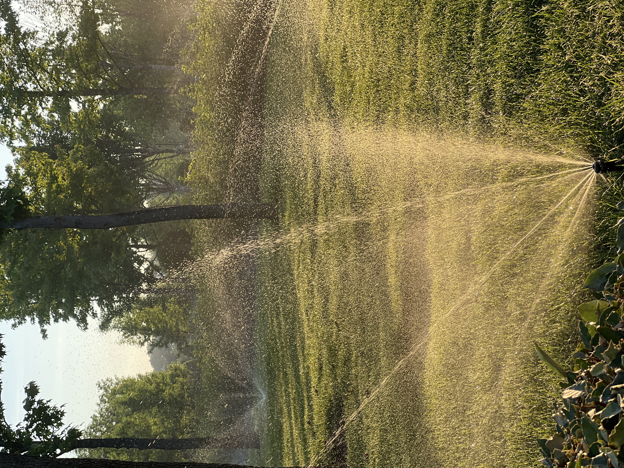 The image depicts a sunlit lawn with sprinklers watering the grass. The lighting suggests it is either early morning or late afternoon, with the sun casting a warm, golden glow. Several sprinklers are visible, emitting streams of water that create a fine mist. In the background, trees and foliage are present, forming a naturalistic environment. There are no people or animals visible in the scene. The location is identified as a park or residential area in Krasnodar, Russia. The overall impression is one of a tranquil, well-maintained outdoor space.