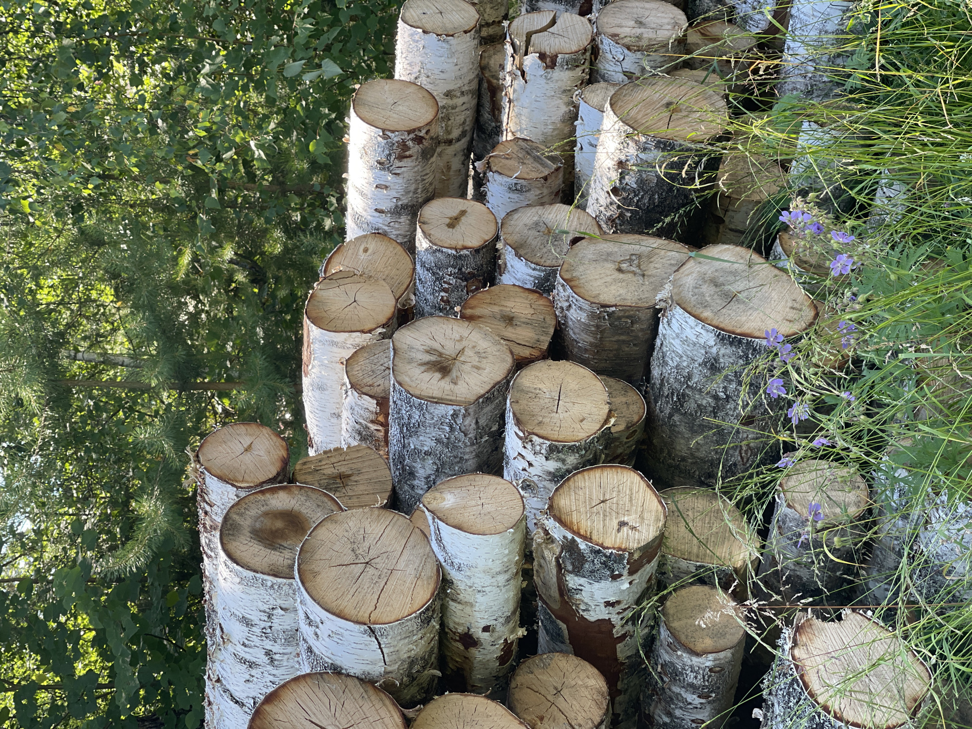 A stack of birch logs is piled high in front of a dense green forest. The logs vary in size and diameter, and their white bark with black markings is clearly visible. Some of the logs have been cut, revealing the wood grain and rings. The forest in the background consists of tall trees with green foliage, suggesting a warm, sunny day. There are also some patches of grass and small purple wildflowers growing in front of the logs, adding a touch of color to the scene. The image appears to have been taken in a rural or wooded area, likely for lumber or firewood.