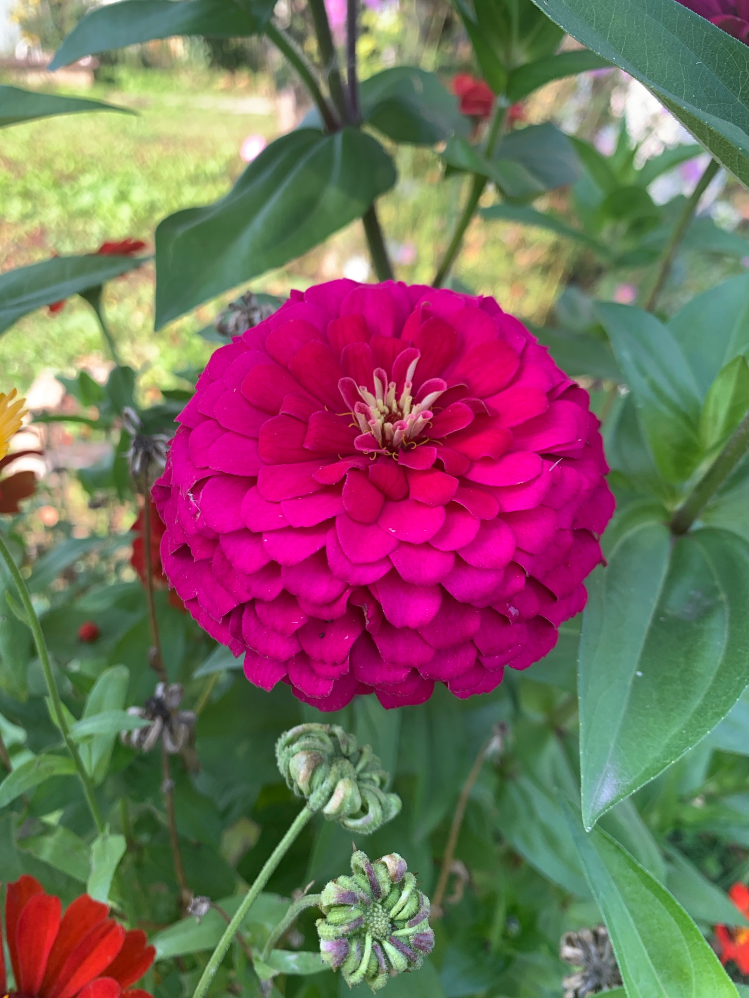 The image is a close-up, eye-level shot of a vibrant pink zinnia flower in full bloom, set against a backdrop of green foliage. The flower's petals are densely packed and layered, creating a textured, almost circular shape. The center of the flower features lighter yellow and pink stamens. To the left and right of the main flower, the image shows several green leaves, some unfurling and others in tighter formations. There are also developing zinnia buds visible, one in the foreground with tightly closed, spiky green petals and another more centrally located, appearing slightly more open but still undeveloped. In the lower left corner, a portion of a red zinnia is visible, adding another splash of color to the scene. The background is softly blurred, suggesting a garden environment with hints of green grass and other flowers, possibly in Chishmy, Russia, given the context. There are no people or animals present in the image. The lighting appears to be natural, likely daylight, casting subtle shadows and highlighting the textures of the petals and leaves.