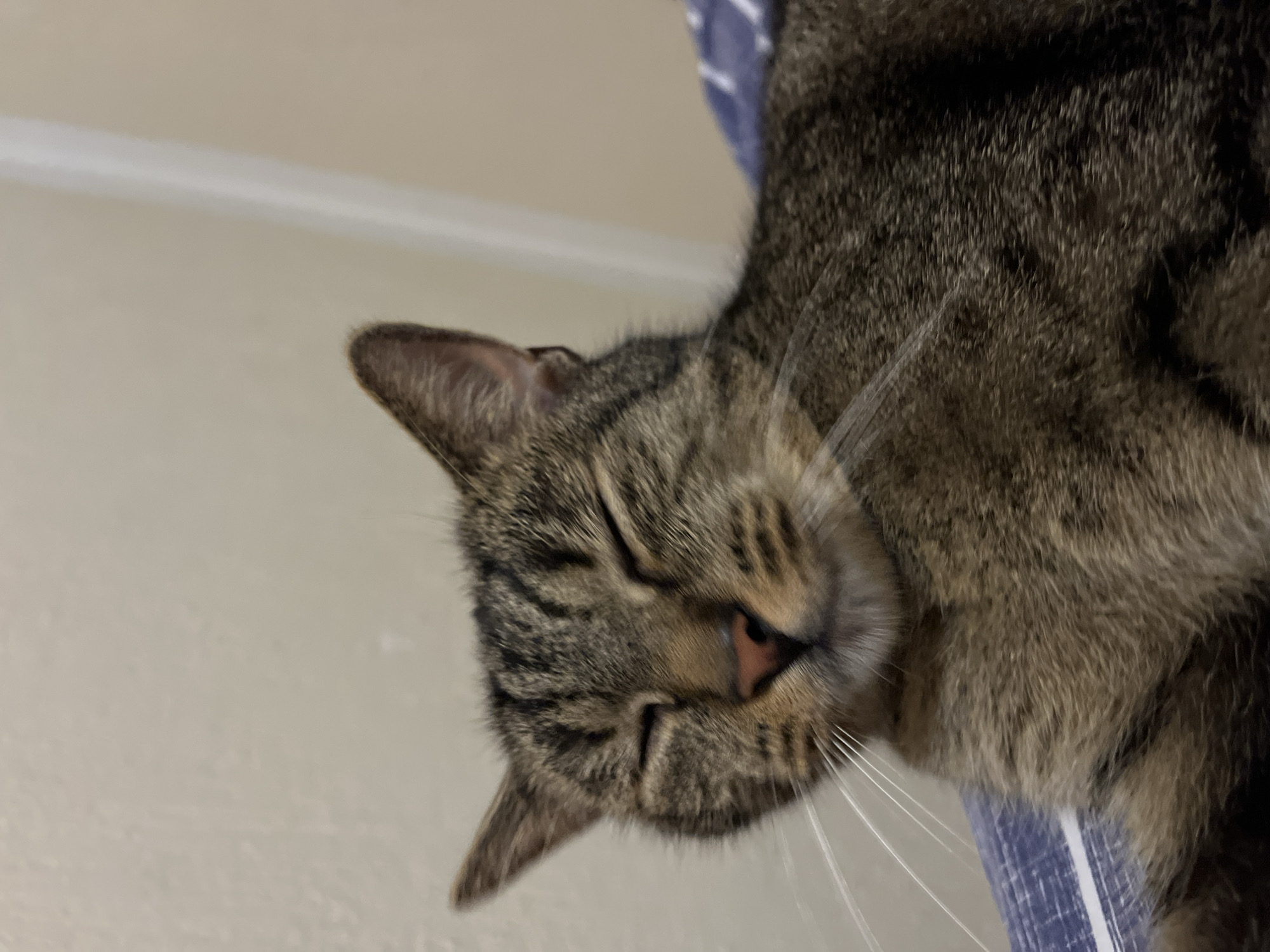 A close-up, eye-level shot captures a tabby cat with its eyes closed, appearing to be relaxed or sleeping. The cat's fur displays a pattern of brown, black, and tan stripes. Its pink nose is visible, and long white whiskers extend outwards. The cat is lying on a surface with a blue and white striped pattern, possibly a blanket or bedding. The background is a plain, light-colored wall. There are no visible people or other animals in the frame. The image does not contain any information that would indicate its location in Šušanj, Montenegro.
