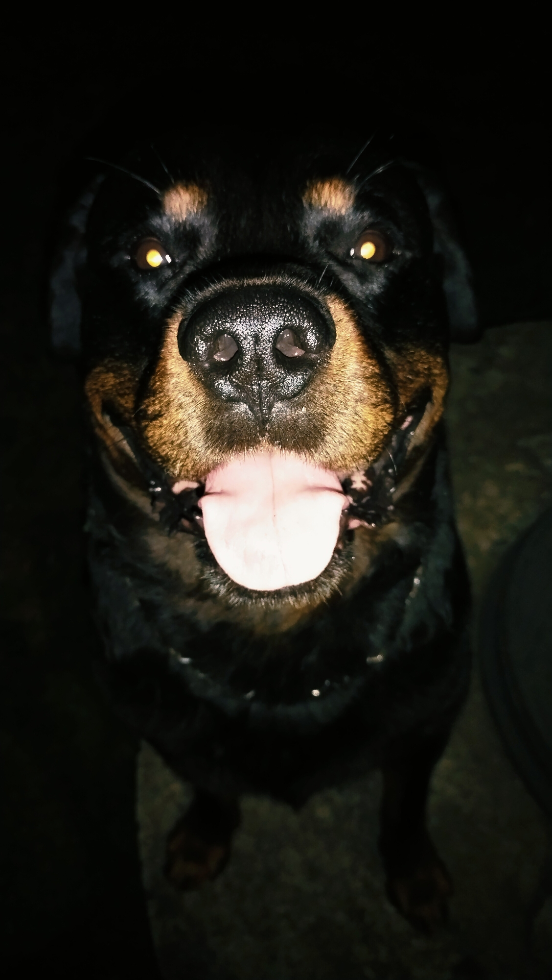 A close-up, low-angle, outdoor, nighttime photograph shows a Rottweiler dog looking directly at the camera with its tongue out. The dog's eyes are illuminated with a yellow glow, likely from a flash. Its snout and mouth are prominent in the foreground, with its pink tongue clearly visible. The background is dark and out of focus, suggesting it is nighttime. There is no discernible urban environment or specific location within Horishni Plavni, Ukraine, visible in the image. The focus is solely on the dog's face.
