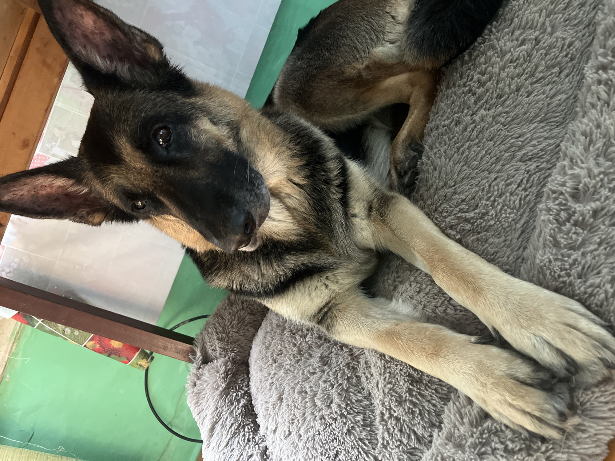 An adult German Shepherd dog is lying on a gray, fluffy pet bed. The dog is facing to the left of the frame, with its head turned slightly towards the camera. Its ears are perked up, and its eyes are looking forward. The dog's fur is a mix of black, tan, and brown. The pet bed appears to be in an indoor setting. In the background, a green wall is visible, along with a wooden structure and a portion of a white wall. The image quality is good, with clear details of the dog and its surroundings. There is no visible indication of the specific location in Nizhny Tagil, Russia.