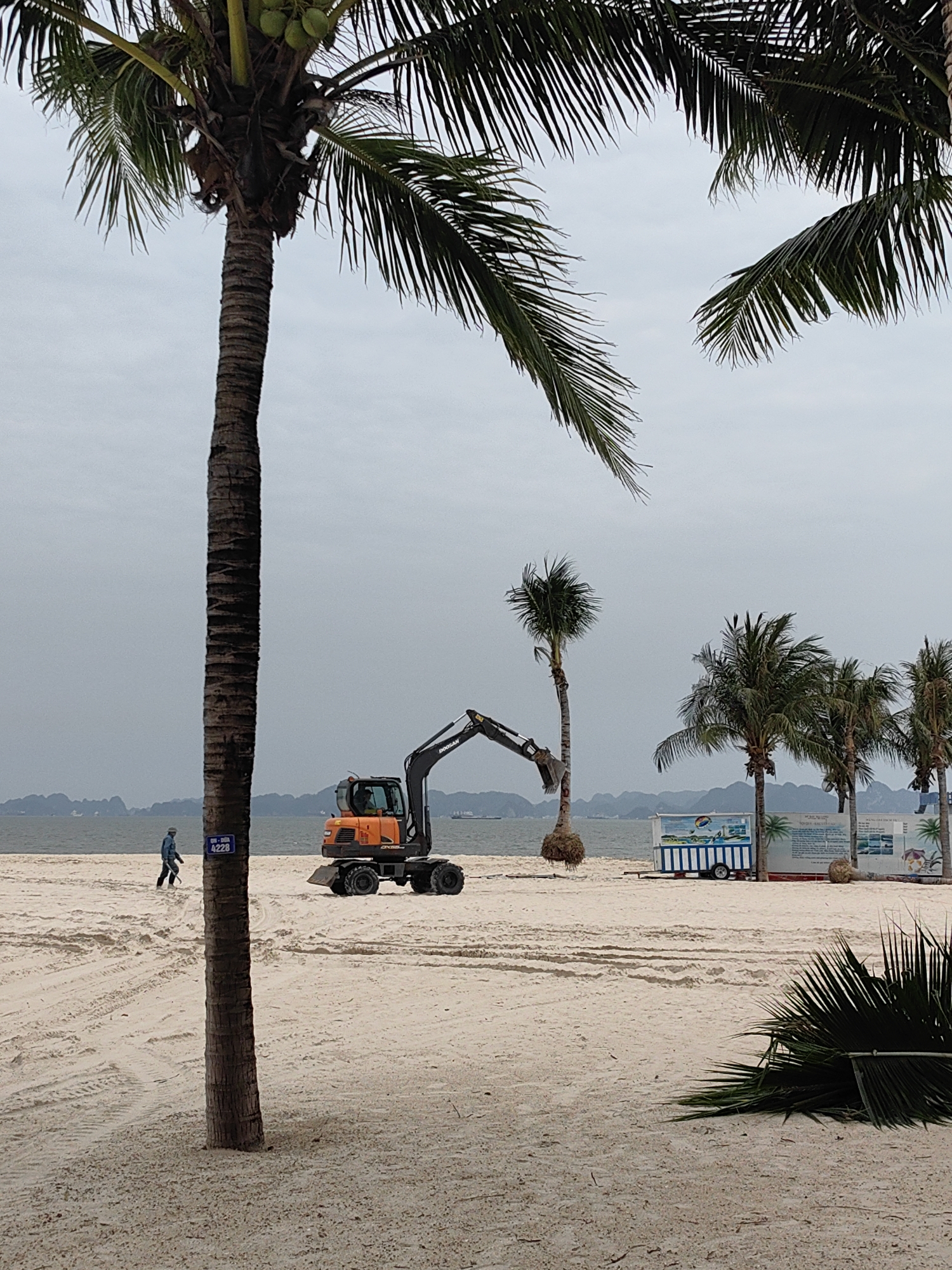 The image displays a sandy beach in Bai Chay Ward, Vietnam, under an overcast and hazy sky. A large palm tree with several green coconuts stands prominently in the left foreground, its dark brown trunk extending upwards, with fronds reaching into the upper corners.
In the middle ground, an orange and black Doosan excavator is visible. Its arm is extended, appearing to lift or position a smaller palm tree with exposed roots, suggesting beach landscaping or tree planting activity. To the left of the excavator, a person wearing a blue shirt and light-colored hat walks across the light-colored sand, leaving faint footprints.
Further in the background, a calm body of water stretches towards a horizon line dotted with hazy, low-lying mountains or islands. To the right, behind the excavator, several more palm trees are visible, along with a small white and blue striped trailer or kiosk and a larger white billboard. A fallen palm frond lies on the sand in the lower right corner. A small blue sign with white text, "BIEN DAI 4228," is attached to the base of the large foreground palm tree. The scene depicts a daytime, cloudy environment, possibly during beach maintenance operations.