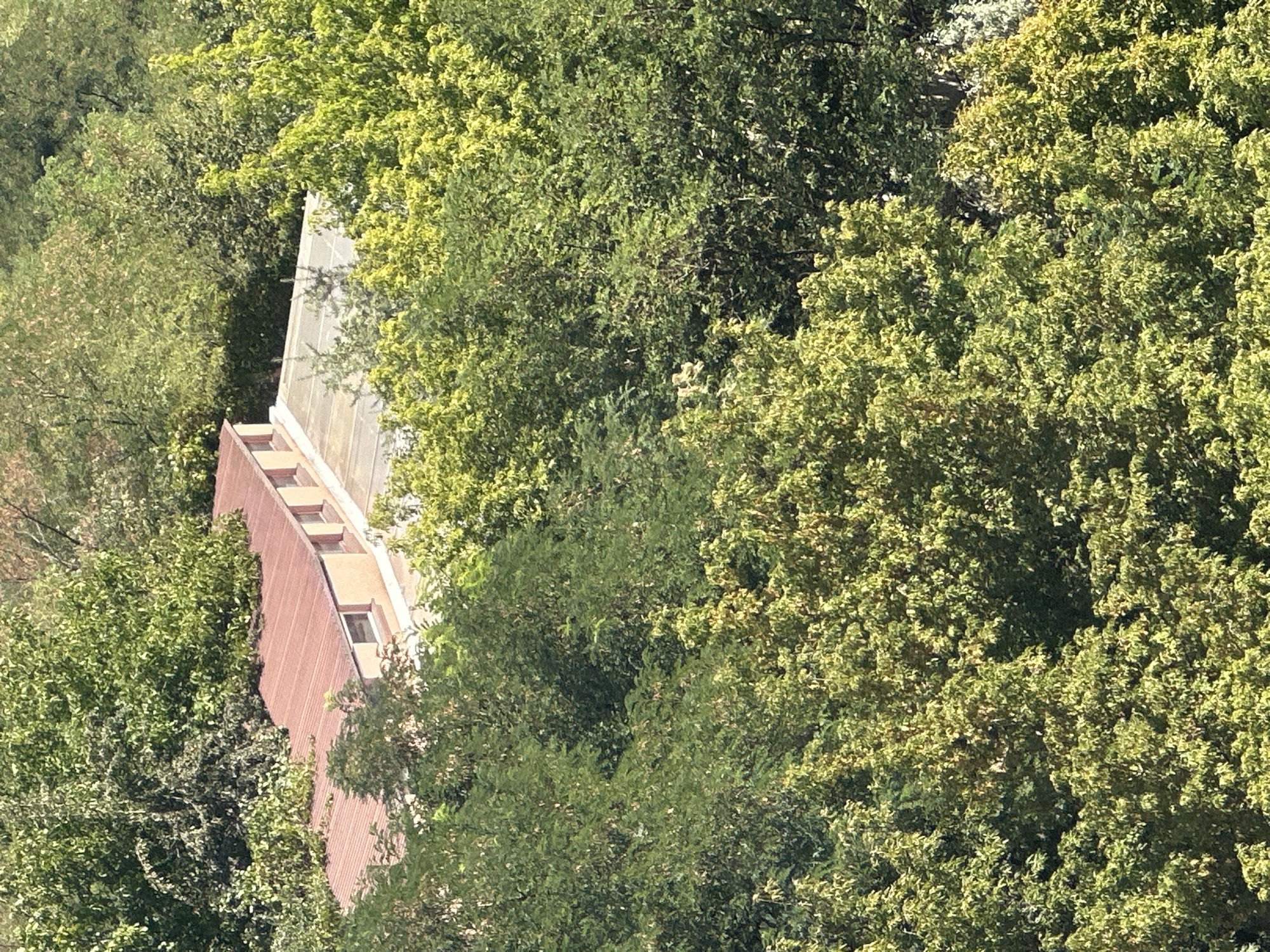 The image shows a brown, corrugated metal roof on a building, surrounded by lush green trees. The building appears to be low-rise, with several windows visible along its side. The trees are dense and varied, creating a natural, overgrown environment. The lighting suggests it is daytime, with sunlight dappling through the leaves. The scene is one of urban greenery, possibly a residential or industrial area with significant tree cover, potentially located in Kyiv, Ukraine.