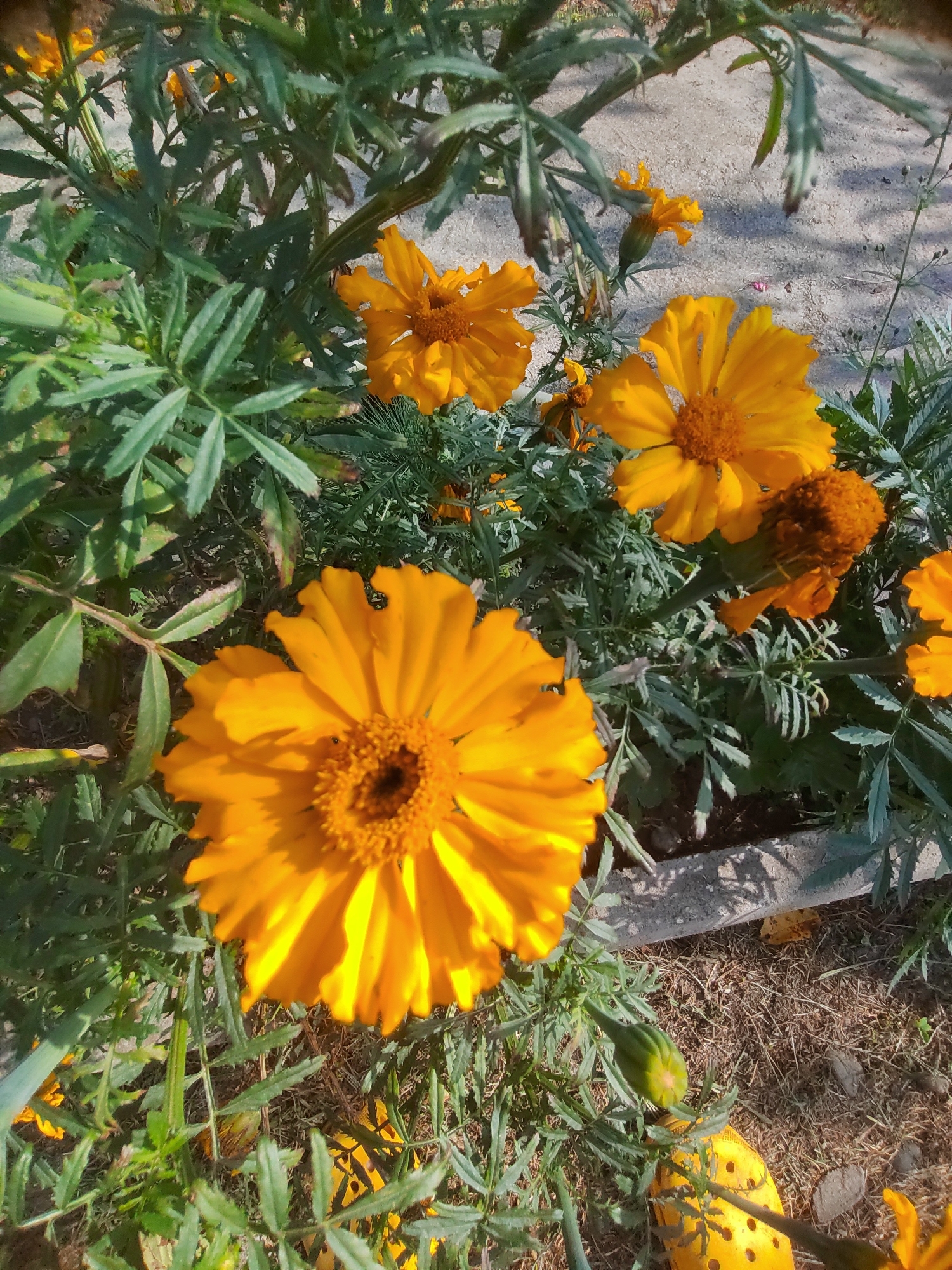 This image shows a close-up view of bright orange marigolds in a garden setting. The flowers are in various stages of bloom, with some fully open and others still in bud. The petals are vibrantly colored, and the centers of the open flowers are a darker, textured orange. The marigolds are surrounded by lush green foliage with feathery leaves. In the background, a sandy or gravelly surface is visible, along with the edge of a raised garden bed or planter. The lighting suggests it is daytime, with sunlight casting shadows and highlighting the textures of the flowers and leaves. The scene appears to be a well-maintained garden, possibly in a residential area or park, located in Psebai, Russia.