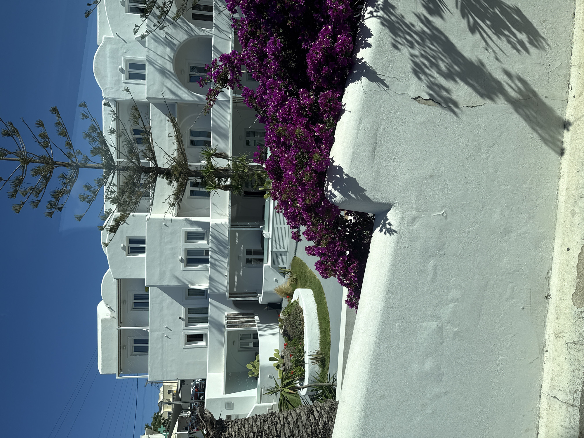 The image captures a bright, sunny day in Thira, Greece. The scene is dominated by a white, multi-story building with a distinctly Cycladic architectural style, characterized by its cubic shapes and rounded corners. The building features multiple balconies and terraces, many with arched openings. The facade is stark white against a clear, vibrant blue sky.
In the foreground, a low, curved white wall separates the viewer from the building and its surroundings. Behind this wall, a lush garden area is visible, containing a circular raised planter with various succulents, including cacti, and some smaller red flowers. Green grass and a gray paved pathway surround the planter.
To the right of the garden, a dense cluster of vibrant purple bougainvillea flowers spills over the white wall, adding a splash of intense color to the scene. A tall, slender evergreen tree with needle-like foliage stands prominently to the left of the building, its branches extending upwards. A palm tree is partially visible on the far left edge of the image.
The architectural style and vegetation are typical of the Aegean islands, specifically Santorini, where Thira is located. The presence of white buildings, blue skies, and bougainvillea is iconic of this region. No people are visible in the image. The overall impression is one of a serene and picturesque Mediterranean setting.
