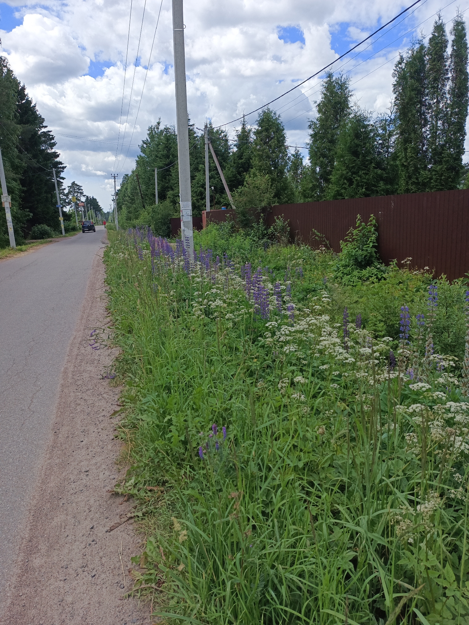 A medium shot captures a paved road cutting through a rural landscape in Светлана-1 Снт, Russia, under a cloudy sky. The road, made of asphalt, has a gravel shoulder on the right side, which is bordered by a dense patch of wild vegetation, including tall green grasses, purple lupine flowers, and clusters of small white flowers. Further to the right, a dark brown wooden fence runs horizontally, separating the wild growth from a line of tall, dark green evergreen trees. A black SUV is visible in the distance on the road, moving away from the viewer. A single person, wearing a red shirt, walks on the right side of the road. Several concrete utility poles with wires are interspersed along the left side of the road, extending into the distance. The overall scene depicts a quiet, natural setting on the outskirts of a populated area.