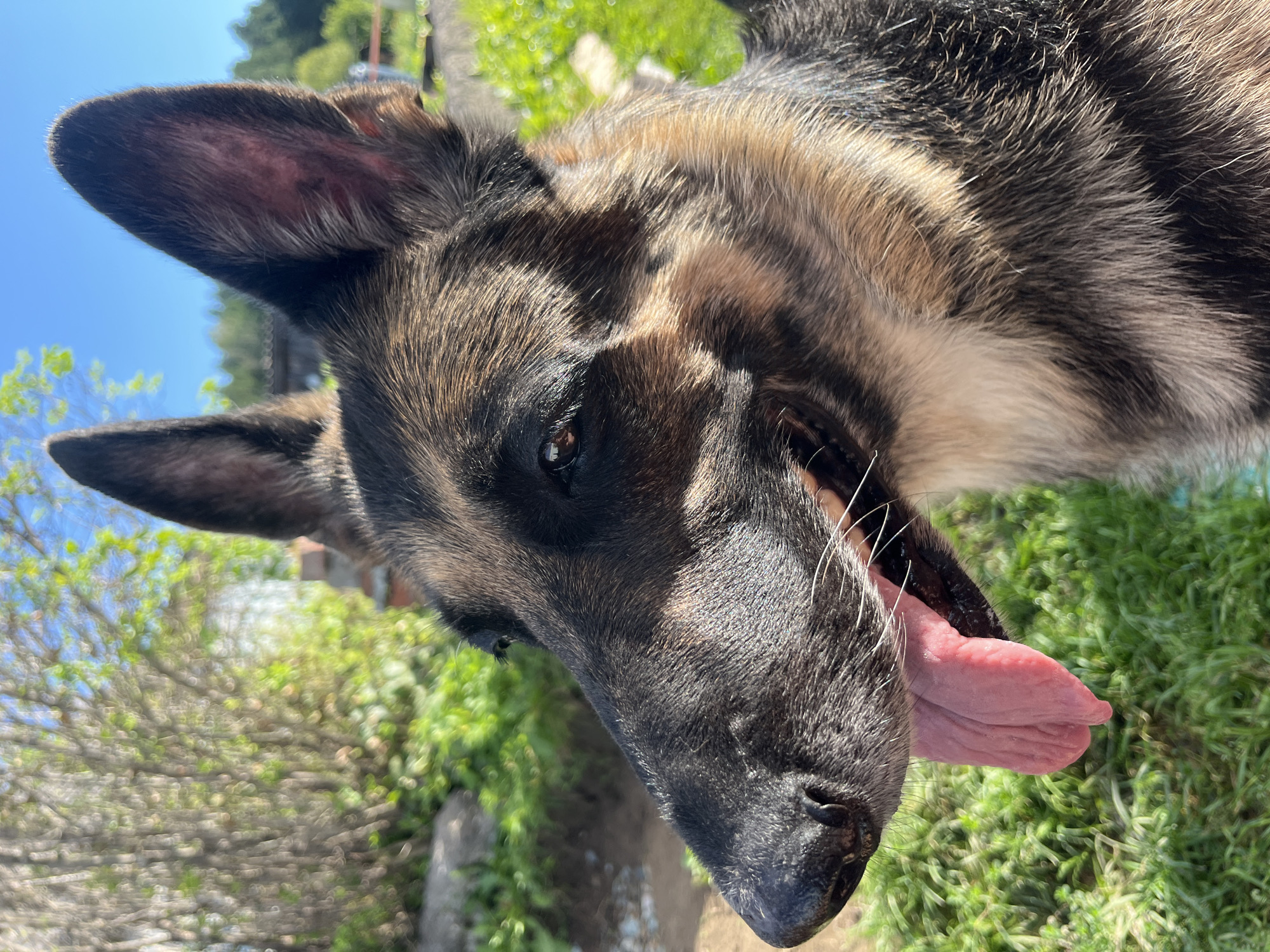 A close-up, side-profile shot of a German Shepherd dog's head is captured outdoors. The dog's mouth is open, with its pink tongue lolling out. The fur is a mix of black, brown, and tan. The background is a blur of green foliage and a bright blue sky, suggesting a sunny day. The image was taken in Nizhny Tagil, Russia, as indicated by the metadata.