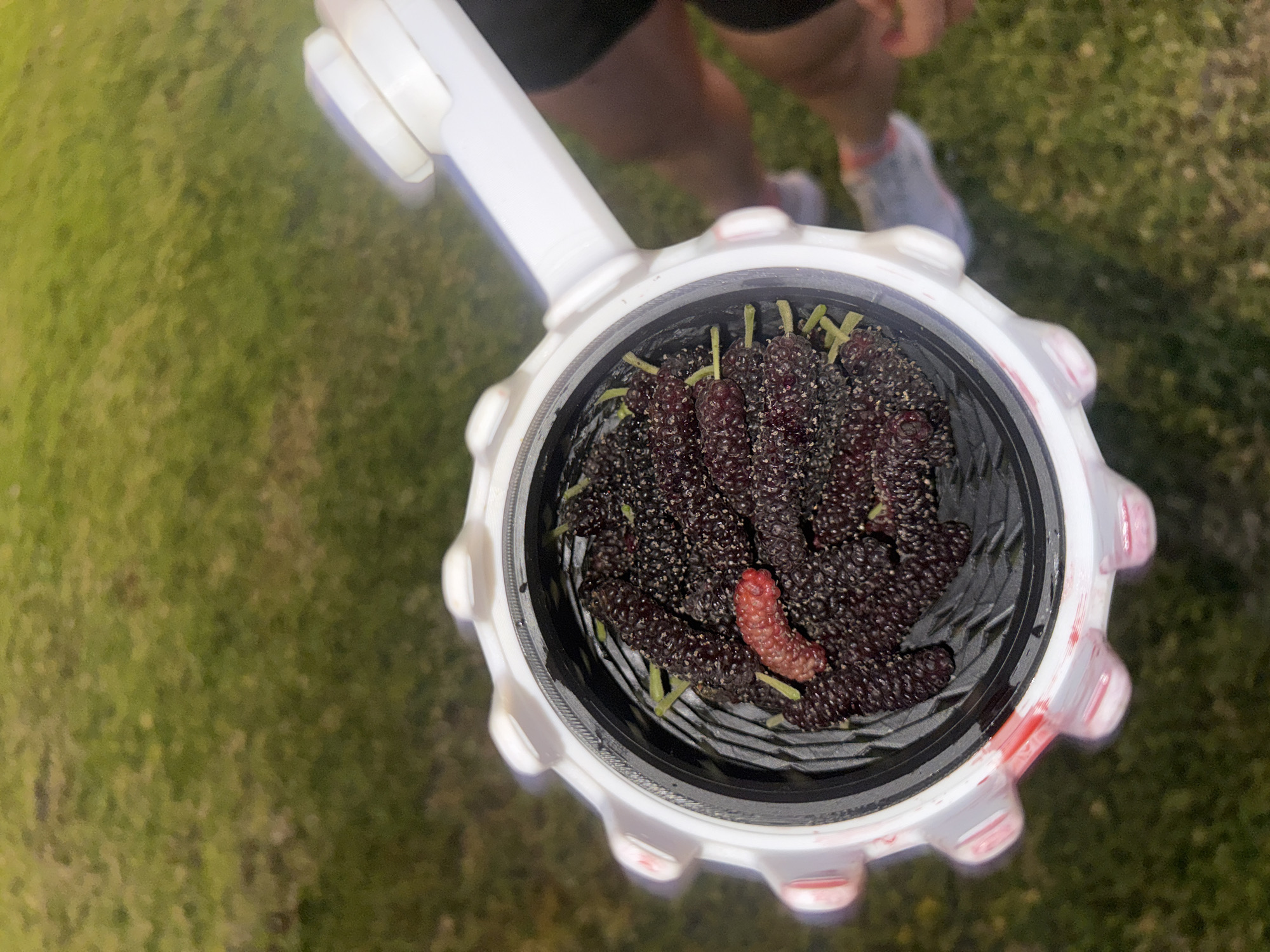 A high-angle shot shows a white plastic container filled with dark purple mulberries and one red one, stems visible. The container is held above green grass. Partially visible behind the container are a person's legs, wearing black shorts and grey running shoes. The location is unidentifiable as Tel-Aviv, Israel, based on the image.