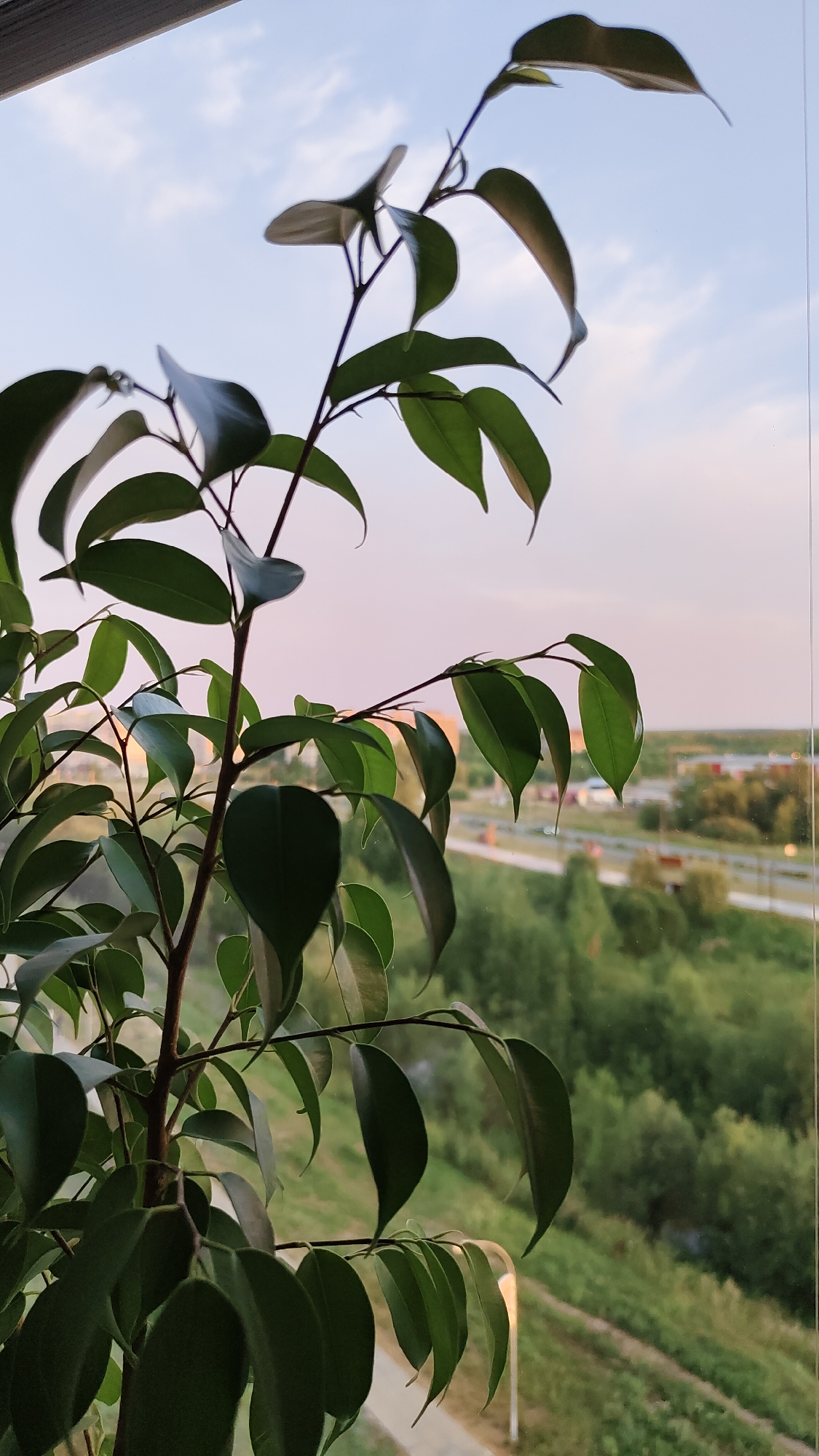 A potted ficus plant with dark green leaves is positioned in the foreground, obscuring a blurred background. The plant's branches extend upwards and to the right, with some leaves catching the light. Behind the plant, a city landscape is visible, featuring a road or highway, scattered buildings, and a expanse of green trees. The sky above is a pale blue with wispy clouds, tinged with the soft pink of either dawn or dusk. The scene appears to be captured from an elevated vantage point, possibly a window or balcony. The location is identified as Ukhta, Russia.