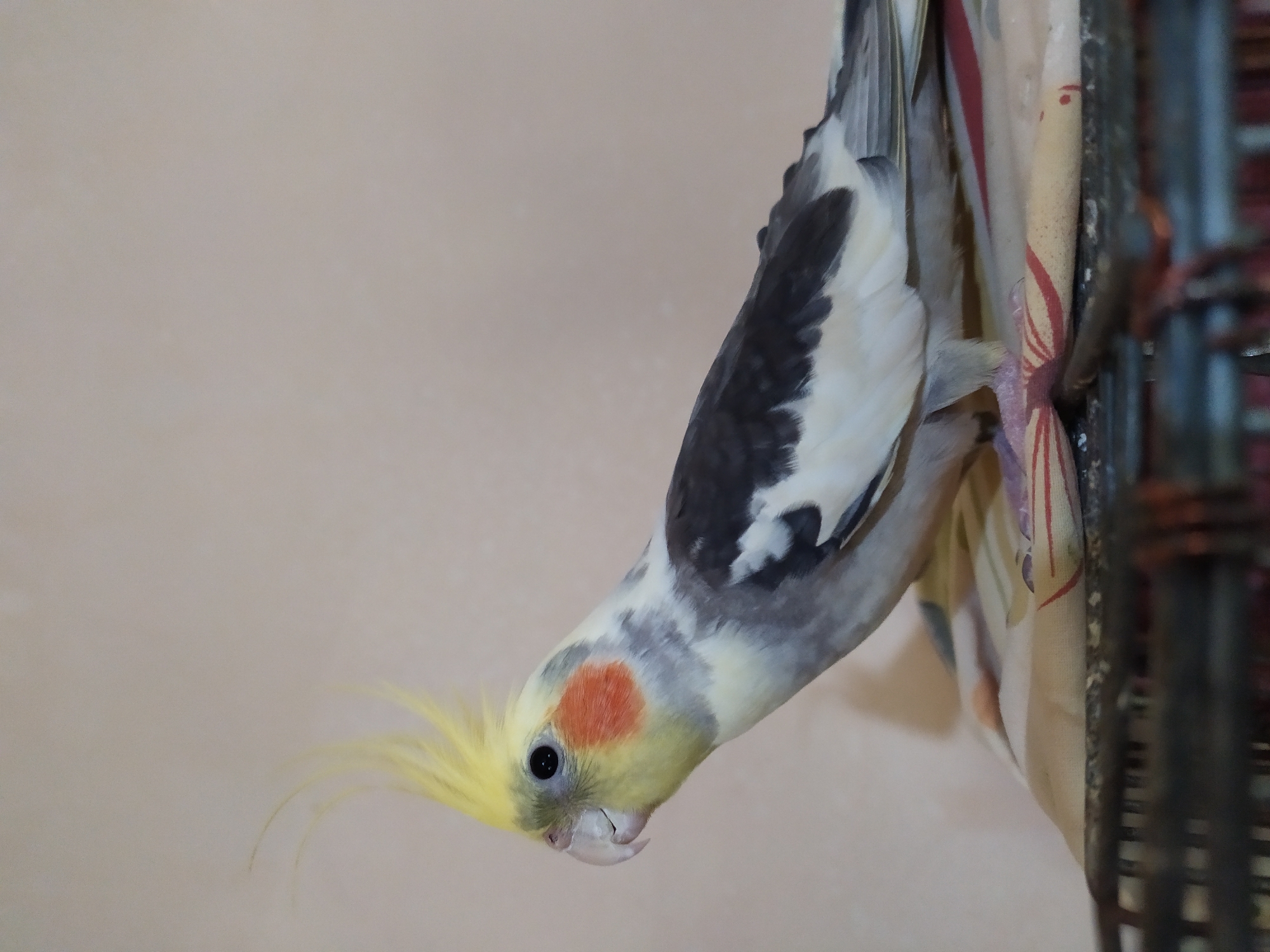 A cockatiel is shown in an upside-down position, clinging to a patterned fabric that is draped over what appears to be a cage. The bird has a crest of yellow feathers, a gray back with white markings, and a yellow chest with a distinctive orange patch on its cheek. Its eye is black and beady. The background is a plain, light-colored wall. To the right of the fabric, a dark, possibly metal, cage or structure is visible. The lighting suggests an indoor setting, possibly during daylight hours. No text is visible in the image. The overall scene is a close-up view of a pet bird in a playful or curious pose.