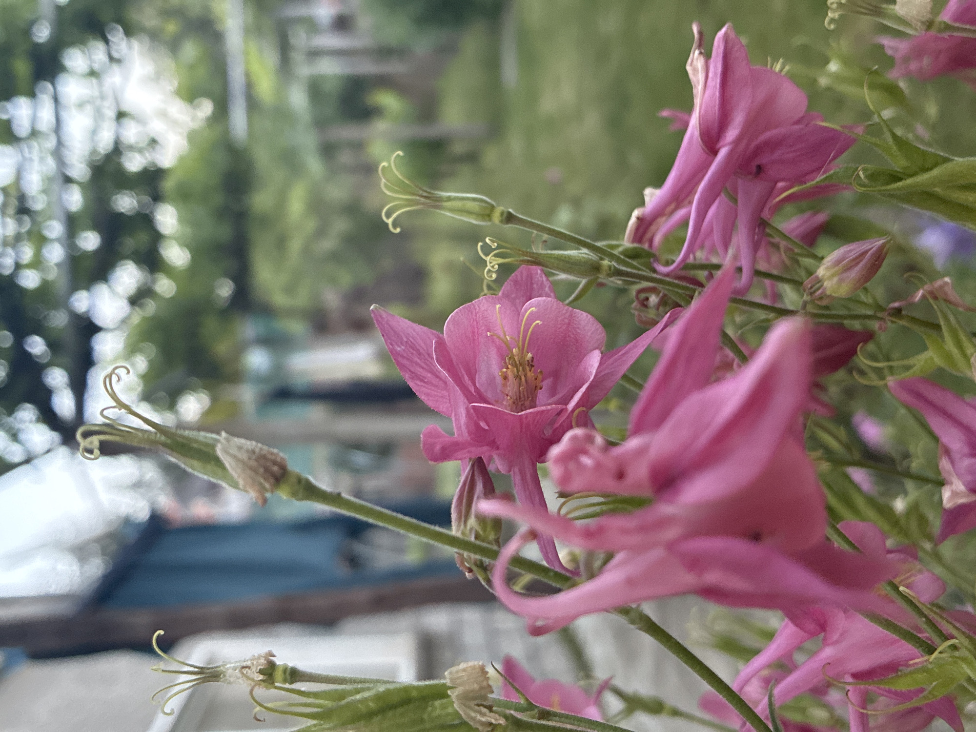 The image depicts a close-up view of multiple pink Aquilegia (Columbine) flowers and their associated plant structures in a garden setting within the city of Klisura, Bulgaria. In the mid-foreground, a single bright pink flower is sharply in focus, displaying its yellow stamens and distinct spurred petals. Surrounding it are other pink flowers, some partially blurred in the extreme foreground and others less defined in the midground. Green stems support the blooms and several developing seed pods or post-bloom structures, characterized by slender green bases and distinct curled or hooked tips. Some of these structures show remnants of dried flower parts. The midground features a heavily blurred light-colored surface, possibly a path, and a distinct blue architectural element, suggestive of a building or structure. The background consists of extensively blurred green foliage and dappled light, indicating an outdoor, verdant environment. No people or animals are visible in the frame. The lighting appears to be natural and diffused.