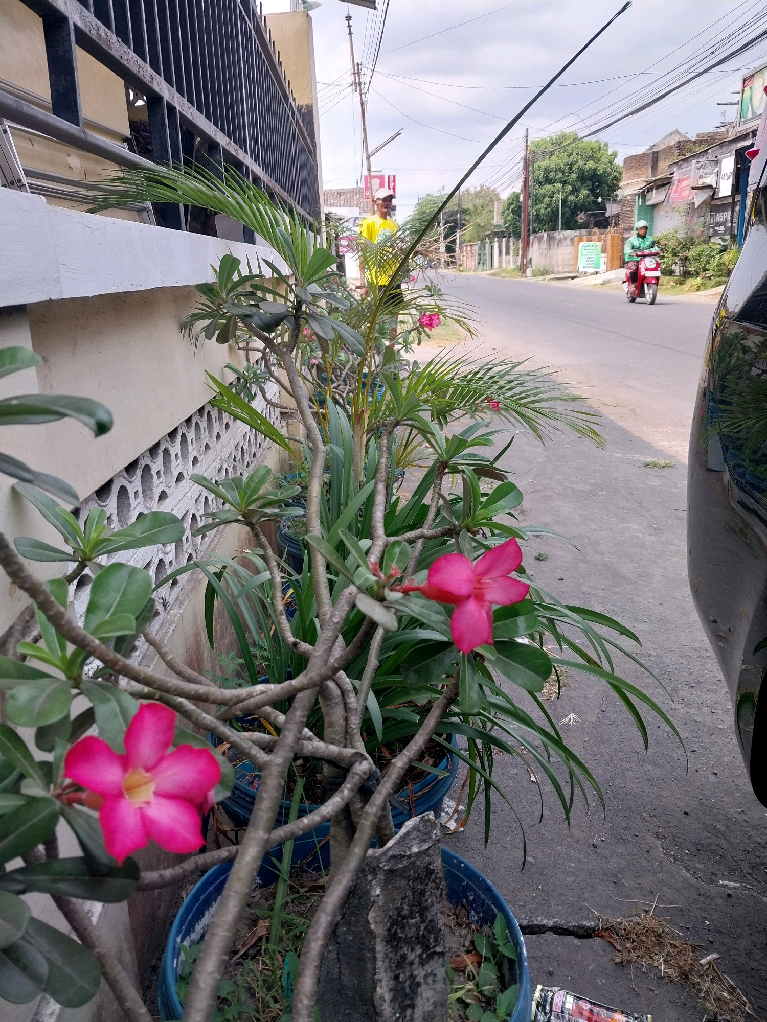 The image shows a street scene in Purwomartani, Indonesia. In the foreground, potted plants with pink flowers are on the left side of the frame, bordering a concrete wall with decorative holes and a black metal fence. To the right, the asphalt road runs into the distance, with a black car partially visible on the far right. In the middle ground, a person wearing a yellow shirt stands near the fence, and a person on a red motorcycle with a green helmet rides down the road. Buildings and trees line the street in the background, under a cloudy sky. The scene appears to be an outdoor environment during the day.