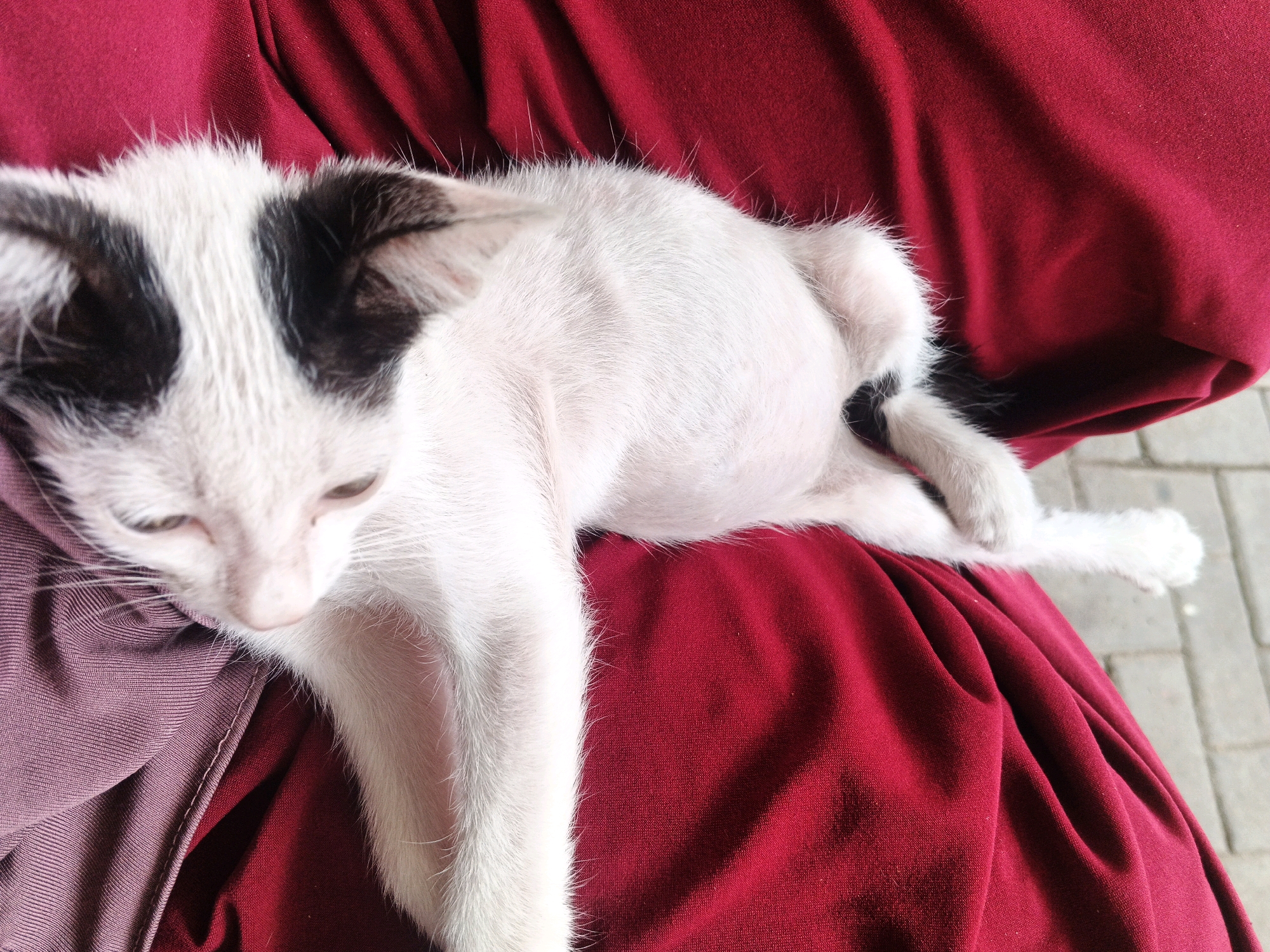 A white and black kitten is lying down on a person's lap. The kitten is facing left, with its head resting on the person's purple fabric. Its body is stretched out across the person's lap, which is covered in red fabric. The background shows a brick pathway. The kitten appears to be resting comfortably.