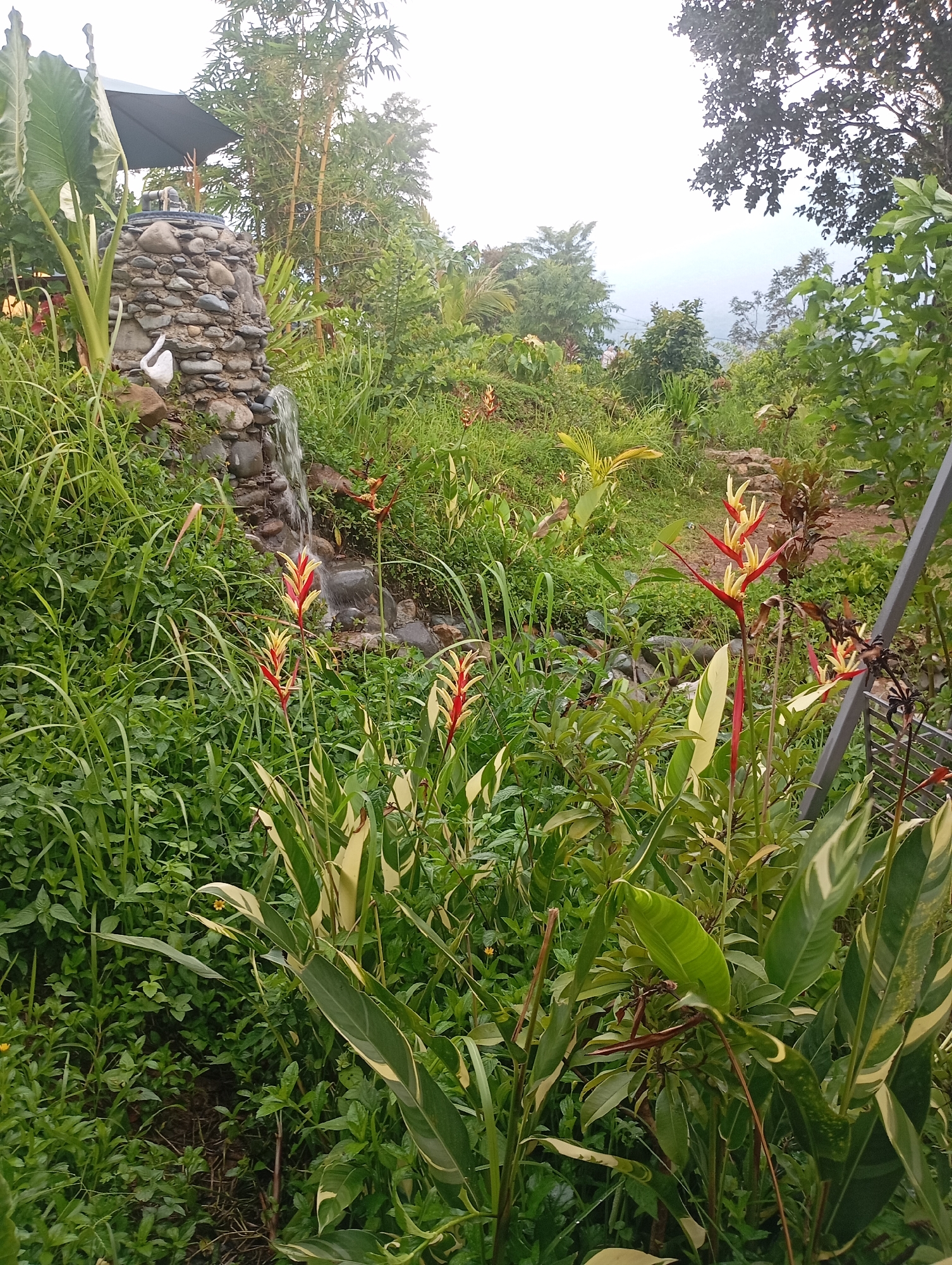 In Janthobaru, Indonesia, a lush, overgrown garden features a small, cascading waterfall flowing over a stone structure. In the foreground, vibrant Heliconia plants with striking red and yellow blooms stand tall amongst a dense carpet of green foliage. A white bird figurine is perched on the rocks near the waterfall. The background reveals a panorama of rolling hills and mist-covered mountains, suggesting a scenic, tranquil environment. The scene is bathed in soft, natural light, giving it a serene and untouched quality.
