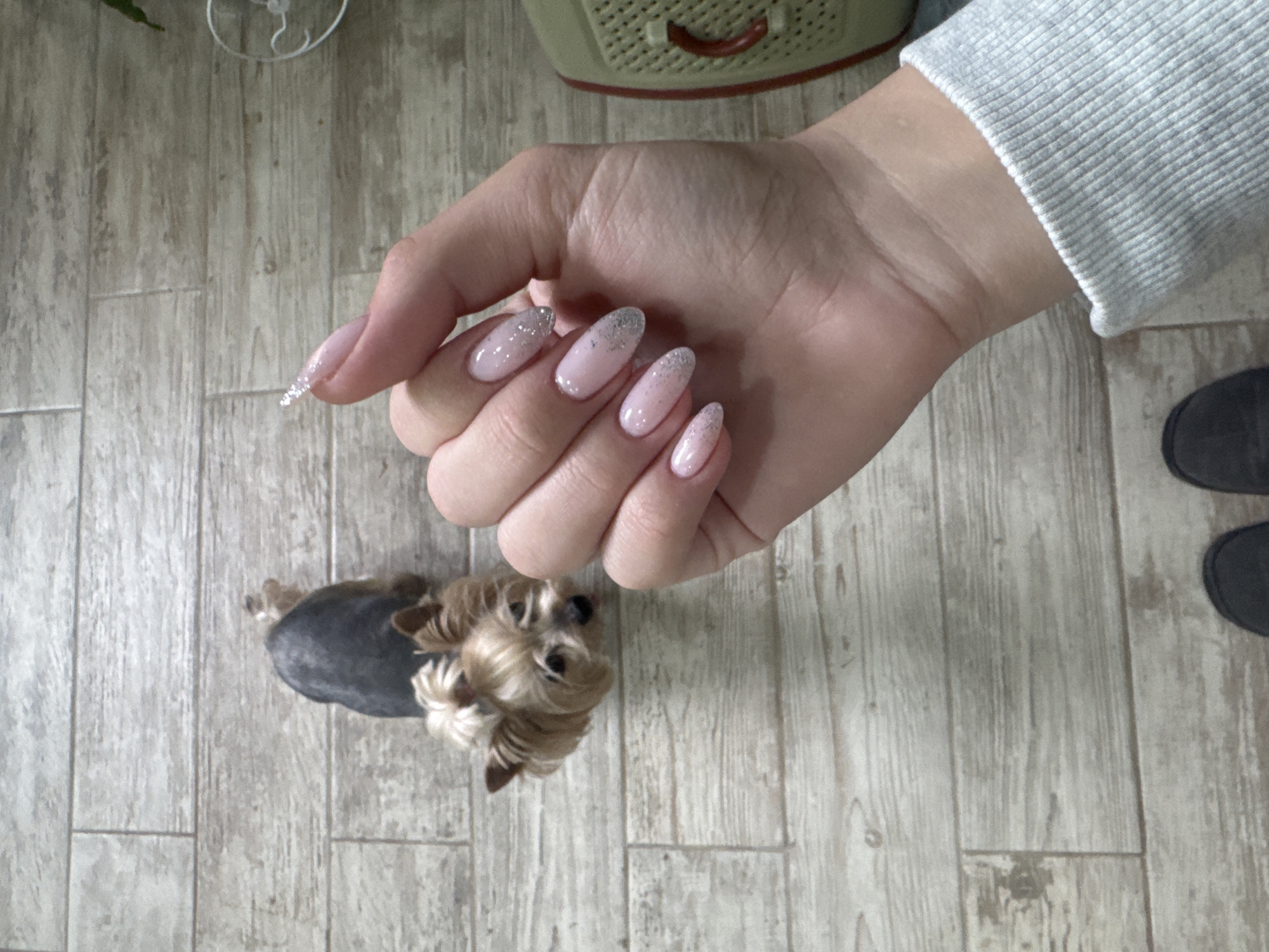 A hand with manicured nails is displayed against a background of wood-look flooring. The nails are light pink and adorned with silver glitter near the tips. A small dog, possibly a Yorkshire Terrier, is in the lower left corner, looking upwards. A portion of a grey sweater sleeve is visible in the upper right corner. The flooring has a light, grey-toned wood grain pattern. A portion of what appears to be a tan-colored container or appliance is visible near the top of the frame. The location is not discernible from the image alone, as the scene lacks identifying elements.