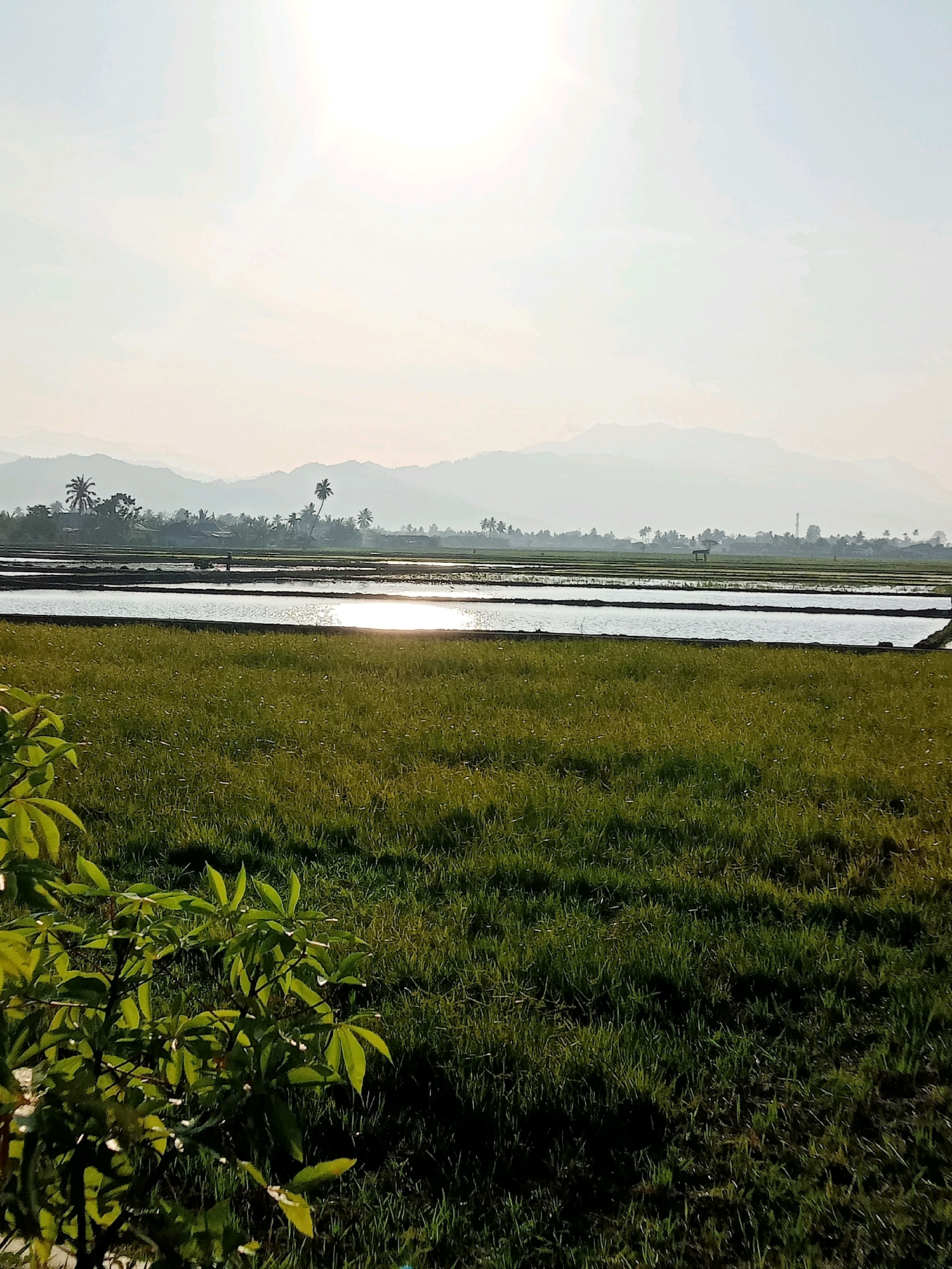 This image captures a serene rural landscape in Bulila, Indonesia, likely during the late afternoon or early morning given the low angle of the sun and the resulting glare on the water. In the foreground, lush green grass dominates the lower portion of the frame. To the left, a leafy plant with palmate leaves adds a touch of verdant detail.
Beyond the grassy field, a series of flooded rice paddies stretch horizontally across the mid-ground. The water in these paddies reflects the bright sky and the sun, creating a shimmering, almost ethereal effect. A small, simple wooden structure, possibly a shelter or shed, stands near the center of the paddies. In the distance, silhouetted against the hazy sky, are layers of rolling hills and mountains, suggesting a remote and tranquil location. Scattered palm trees and other vegetation dot the horizon, further emphasizing the tropical setting. A few indistinct human figures can be seen in the distance, suggesting agricultural activity. The overall atmosphere is one of peace and natural beauty.