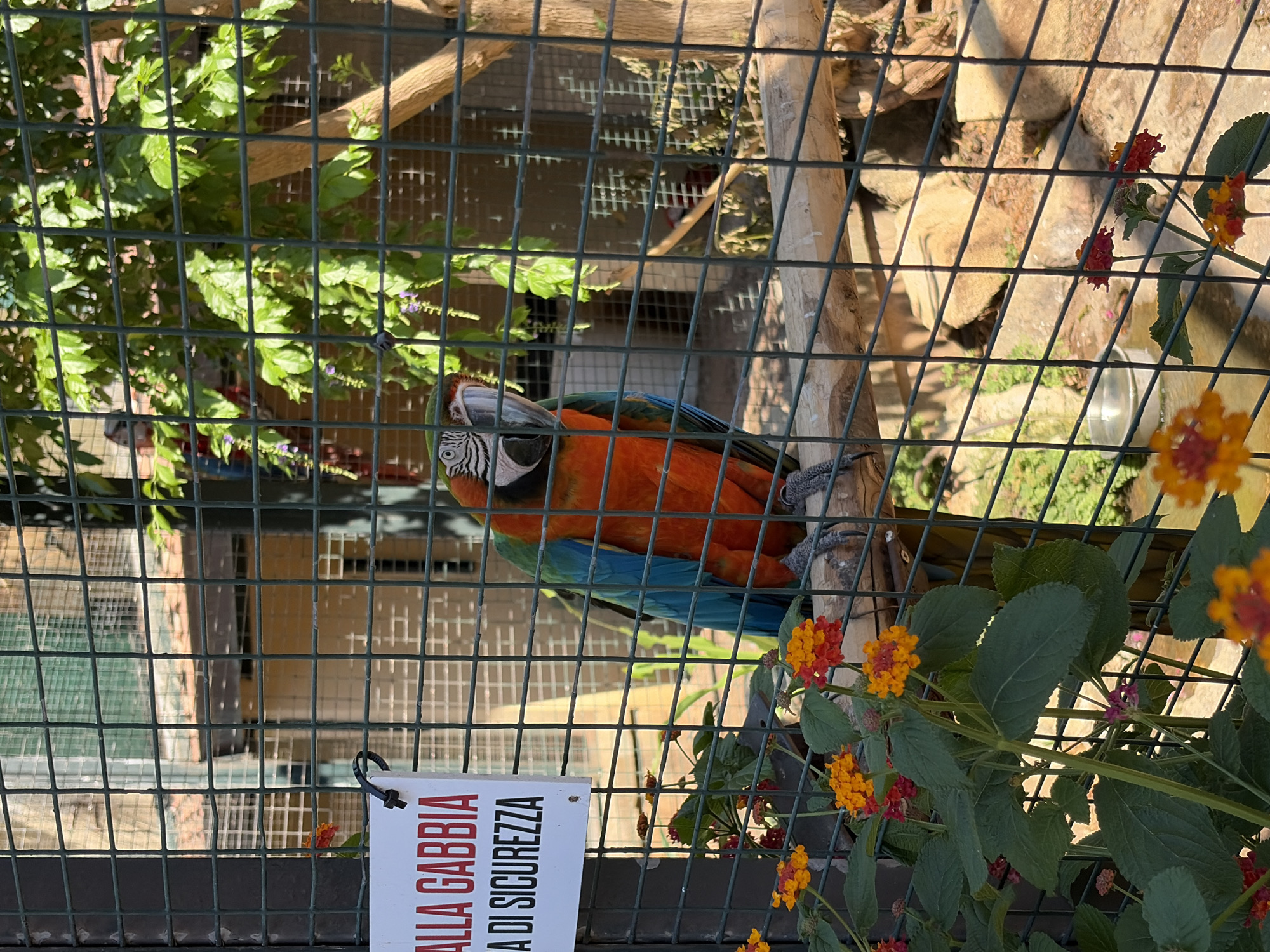 This media file captures a close-up view of a vibrant blue and orange macaw perched inside a metal-bar enclosure, likely a zoo or aviary. The macaw is the primary subject, its colorful plumage contrasting with the muted tones of its surroundings. Behind the bird, the enclosure reveals a glimpse of the setting, with wooden branches, rocks, and lush green foliage. Small clusters of red and yellow flowers add pops of color to the foreground, partially obscuring the view of the macaw and the bars.

A white sign with red text is visible in the lower left corner, attached to the enclosure's bars. The text on the sign reads "ALLA GABBIA" and "DI SICUREZZA" which translates to "TO THE CAGE" and "OF SAFETY" in Italian, suggesting a warning or informational notice for visitors.

The lighting suggests it is daytime, with sunlight casting shadows through the bars of the enclosure. The overall impression is a snapshot of a captive exotic bird in a controlled environment, with elements of nature integrated into its living space. The focus is on the bird and the immediate environment, creating an intimate yet caged perspective. The location is indicated as Palermo, Italy, though no specific landmarks are visible to confirm this. No humans are visible in the frame.