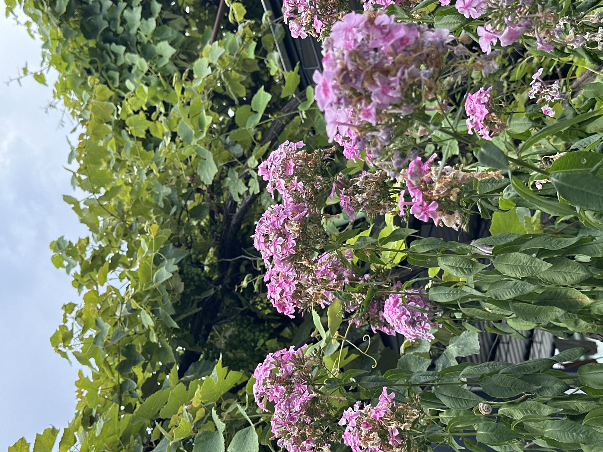 A close-up, low-angle outdoor shot captures several clusters of vibrant pink flowers in the foreground, with a lush canopy of green grape leaves overhead. The flowers appear to be Phlox, with delicate petals arranged in dense bunches. Some of the flower clusters show signs of wilting, suggesting late summer or early autumn. The grape leaves are broad and deeply lobed, with some small green grapes visible nestled amongst them. A coiled snail is visible on a leaf in the lower left quadrant of the image. The background is a slightly overcast sky, and hints of what appears to be a metal structure are visible behind the foliage. The scene is peaceful and natural, with no people present. The specific location in Yessentuki, Russia, is not discernible from the image itself.