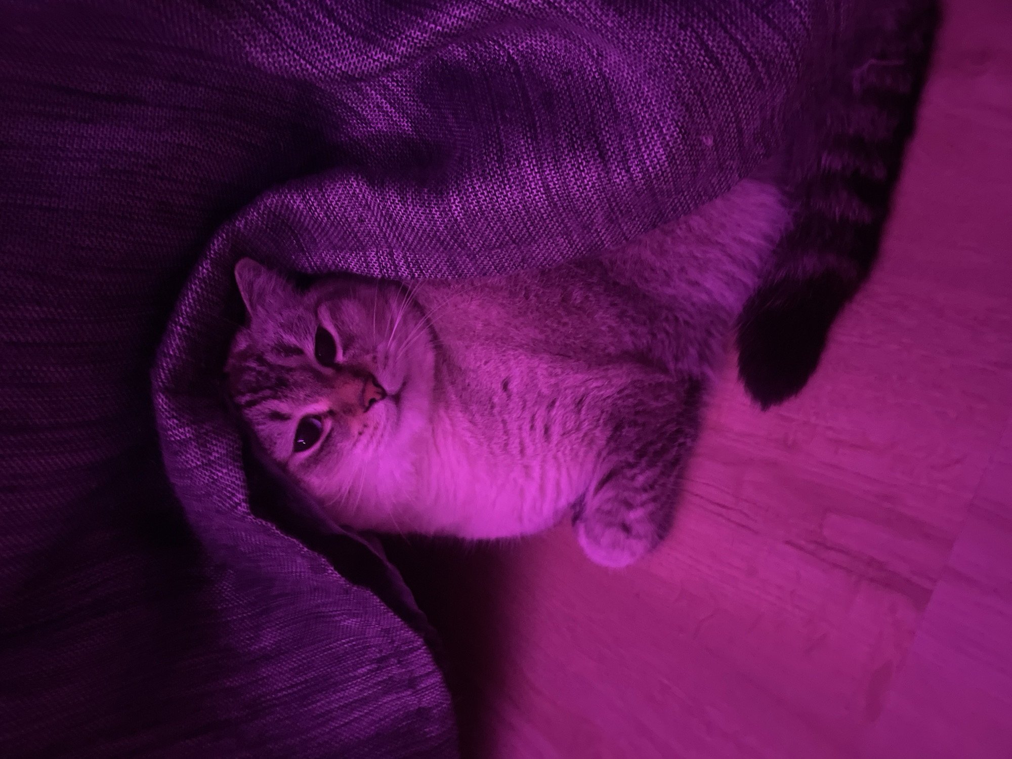 An indoor photograph captures a domestic short-haired cat resting on a wooden floor, partially covered by a dark purple, textured blanket. The cat is lying on its side with its head turned towards the viewer, displaying a calm and curious expression. Its fur, which appears light grey with faint tabby markings, is brightly illuminated by a strong magenta and purple light source, casting the entire scene in vibrant, deep hues.
The blanket occupies the left side of the frame, providing a dark, textured backdrop. The wooden floor, also bathed in magenta light, fills the right side. One of the cat's front paws is visible, tucked close to its body, and its striped tail extends towards the bottom right of the image. The intense artificial lighting suggests an evening or nighttime setting, contributing to an intimate and relaxed atmosphere. This scene is set in Votkinsk, Russia. No text is visible in the image.