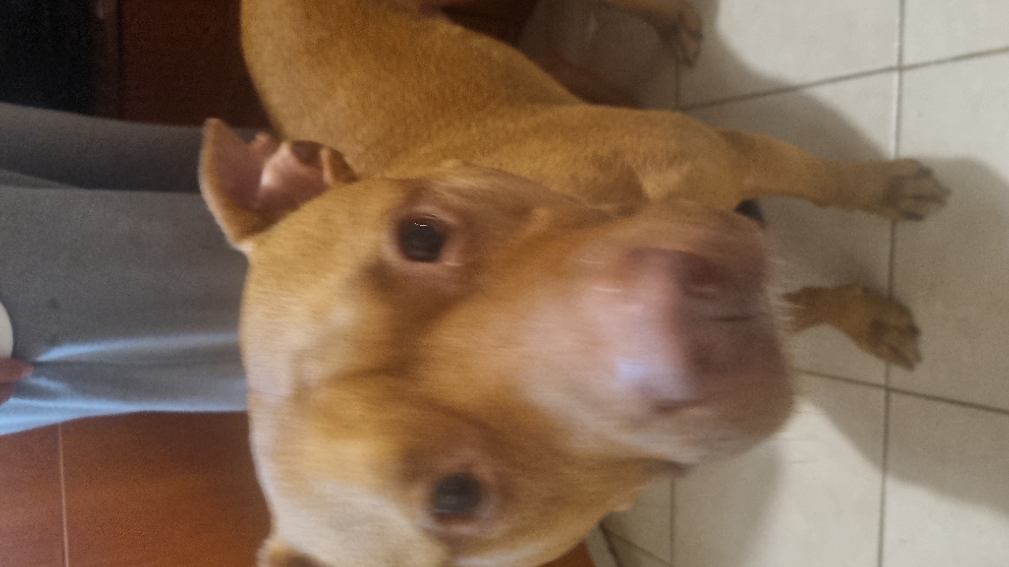 A close-up, slightly blurry image captures a light brown dog looking directly into the camera. The dog's face, primarily its snout, eyes, and ears, dominates the frame, appearing to be in motion or very close to the lens. Its dark, almond-shaped eyes are clearly visible, and its pinkish-brown snout is prominent in the foreground, with some blurring due to proximity or movement. One ear is partially visible, folded back. The dog's body, with its short, light brown fur, extends towards the upper right and lower right corners, showing its paws resting on a tiled floor.
On the left side of the image, part of a person's lap or leg, clad in grey fabric, is visible, suggesting the dog is resting near its owner. The background consists of light-colored, possibly cream or white, tiled flooring with dark grout lines, indicating an indoor setting. The overall impression is a casual, intimate moment, possibly taken with a mobile phone, capturing the dog's curious or expectant gaze. There is no visible text in the image.