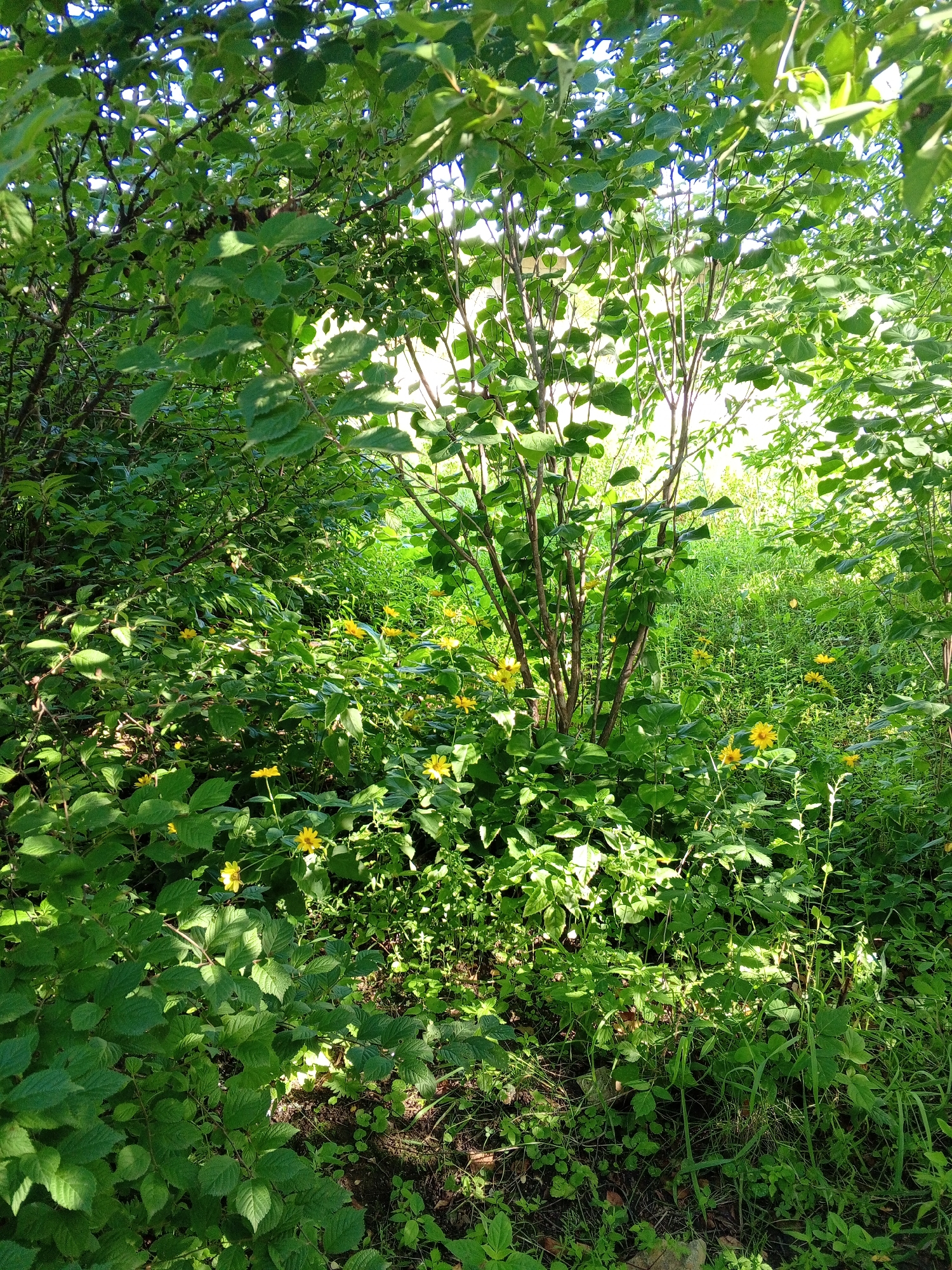 The image depicts a sun-dappled forest scene with lush green foliage and scattered yellow wildflowers. The foreground is dominated by dense, leafy undergrowth, with sunlight filtering through the canopy above. In the mid-ground, several thin, bare-branched trees rise vertically. The background consists of a field of tall, green grass and more of the yellow wildflowers. The overall impression is one of a natural, overgrown environment. No people or specific landmarks are visible.