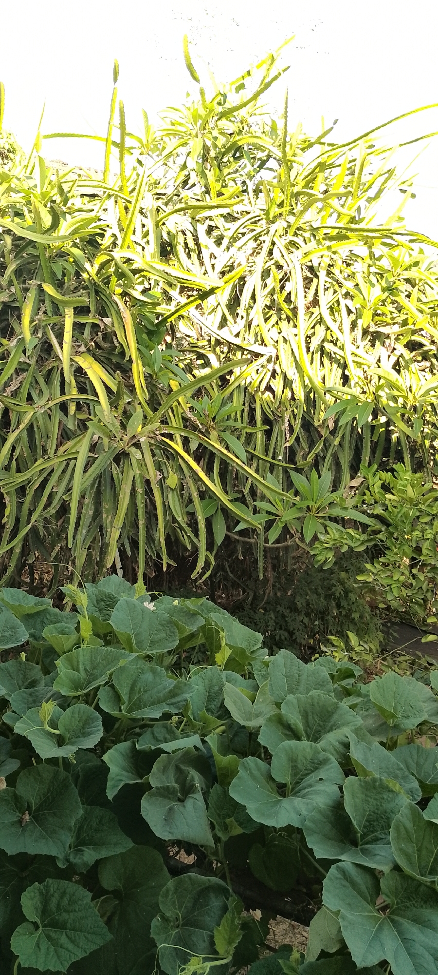 In Pekutatan, Indonesia, this image captures a close-up view of a garden with a focus on lush green foliage. In the foreground, large, heart-shaped leaves of a vine-like plant cover the ground, indicating a healthy ground cover. Behind these leaves, a dense wall of dragon fruit plants (Hylocereus undatus) dominates the midground and background. These plants are characterized by their triangular, segmented stems, which are a vibrant green and appear to be healthy and thriving. The stems are elongated and hang downwards, creating a curtain-like effect. Interspersed with the dragon fruit stems, other smaller green leaves from various plants can be seen, adding texture and depth to the scene. The lighting suggests it is daytime, with sunlight filtering through the plants, creating highlights and shadows. The overall impression is one of abundant plant growth in a natural or cultivated garden setting.