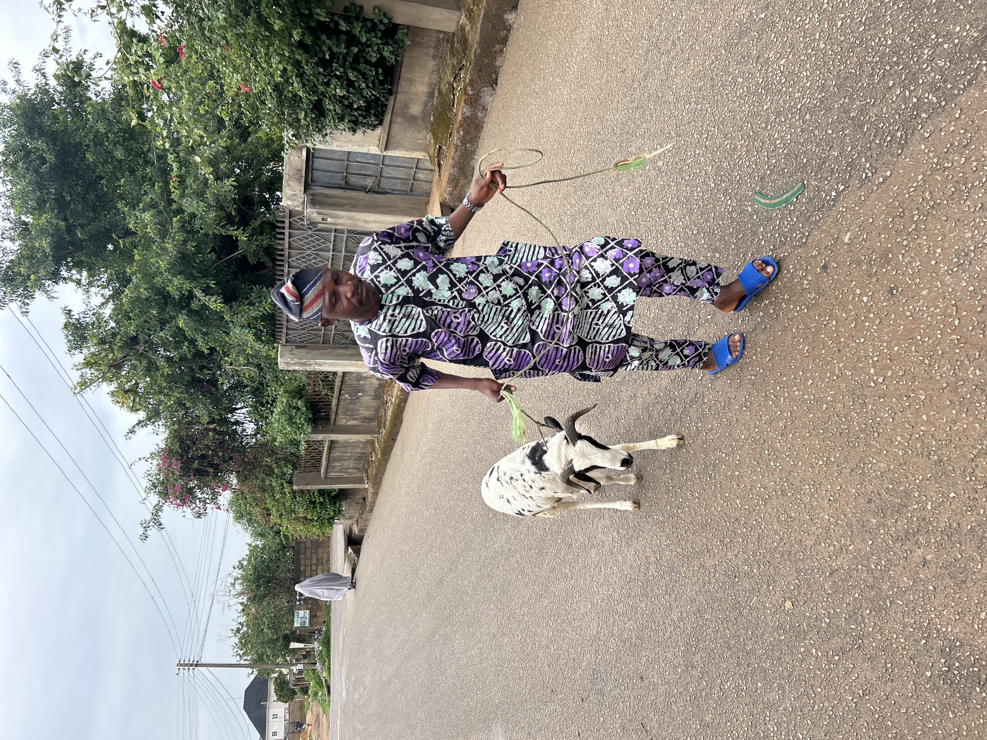 A man in Jos, Nigeria, wearing a purple and black patterned outfit and blue sandals, is standing on a paved road and holding a rope attached to a black and white spotted goat that is lying down. The road is lined with greenery and buildings.