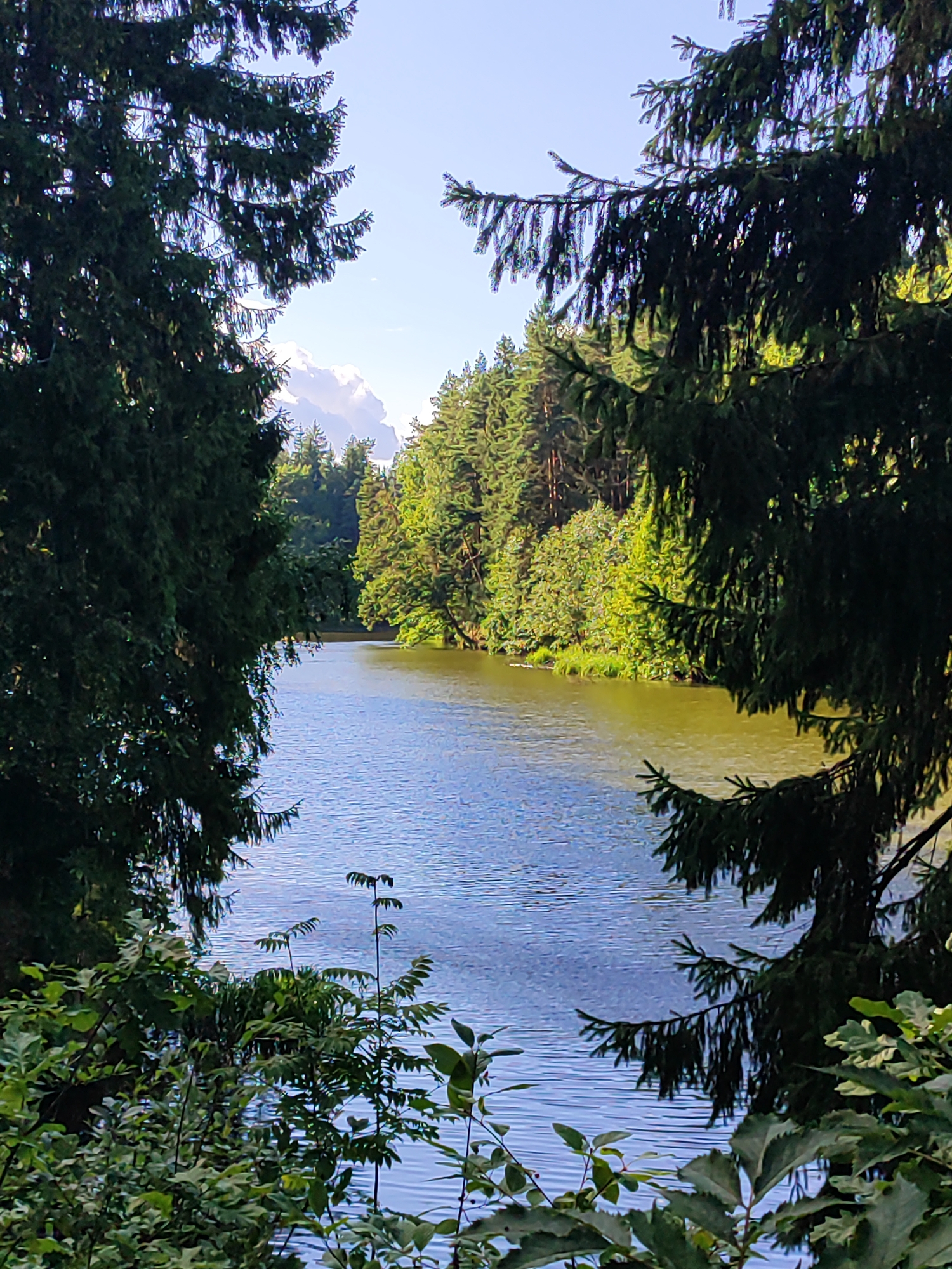 The image depicts a serene natural scene at a lake, framed by the dark green foliage of coniferous trees in the foreground. The water's surface is a shimmering blue, reflecting the clear sky and dappled sunlight, with gentle ripples disturbing the reflection of the lush green trees lining the opposite bank. In the distance, a dense forest stretches along the water's edge, with a slightly lighter green hue suggesting a mix of deciduous and coniferous trees. The sky is a bright blue, with a few wispy white clouds visible. The overall impression is one of tranquility and natural beauty.
This image was captured in the vicinity of Mahilyow, Belarus, specifically within the forested areas surrounding the city, which often feature such picturesque lakes and dense woodlands. The location is a natural park or recreational area, likely accessible to the public for outdoor activities. There are no people or animals present in the frame, nor are there any man-made structures apart from what may be implied by the park's existence. The scene is composed of natural elements: water, trees, sky, and foliage. The lighting suggests it is daytime, with the sun positioned to cast light on the water and illuminate the greenery.