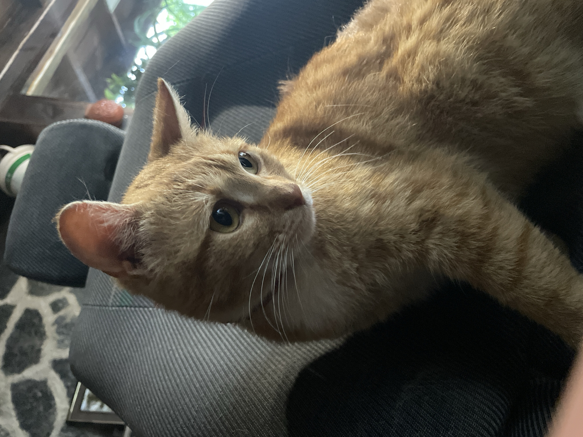 An orange tabby cat is the central subject of this close-up, horizontal image, captured in an indoor setting in Zlatograd, Bulgaria. The cat is lying comfortably on a dark grey, textured office or computer chair, its body mostly out of frame to the right. Its head is tilted slightly upwards and to the right, with its gaze directed towards the upper right, conveying an alert and curious expression. The cat has bright, observant eyes and prominent white whiskers fanning out from its nose.
In the blurred background, hints of natural light and green foliage suggest a window or outdoor view. A small, round, reddish-brown object is visible behind the cat's left ear, and a white object with a green band, possibly a cup or bottle, is partially visible on the left side of the chair. Part of a grey and white patterned rug or floor is also visible in the lower left corner. The lighting suggests it is daytime. There is no visible text in the image.