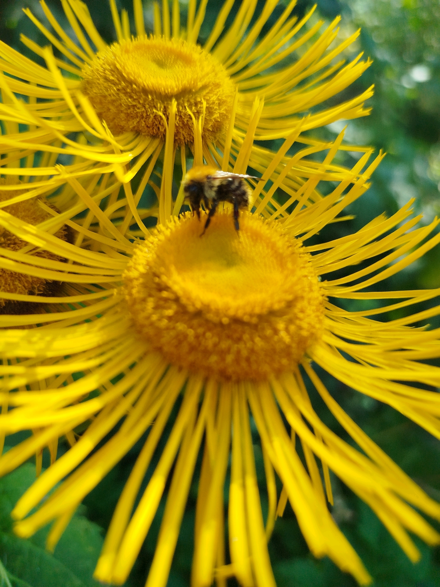 A close-up, eye-level shot features a bumblebee on a vibrant yellow flower. The flower has numerous thin, ray-like petals radiating outwards from a central, fluffy yellow disc. The bumblebee, with its distinctive black and yellow stripes, is positioned on the upper right portion of the flower's center, appearing to be collecting nectar. The background is softly blurred, showing green foliage, suggesting an outdoor setting in a natural environment. The image was taken in the city of Chkalovskoye, SNT, Russia.