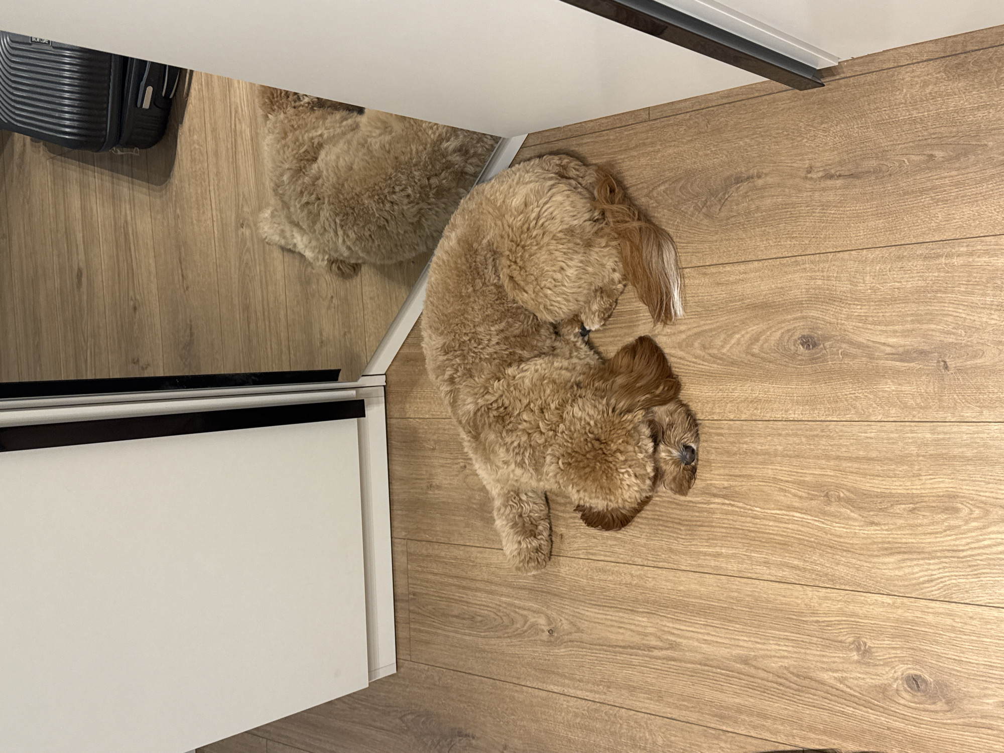 The scene depicts an interior room within the city of Burgas, Bulgaria. A single light brown, curly-coated dog is observed lying in a curled position on a light-colored wooden laminate floor, with its head resting on the surface. To the left, a white cabinet or panel system is present. To the right, a mirror reflects the dog's hindquarters and a dark grey, ridged hard-shell suitcase positioned on the floor behind the dog. No human subjects are visible.